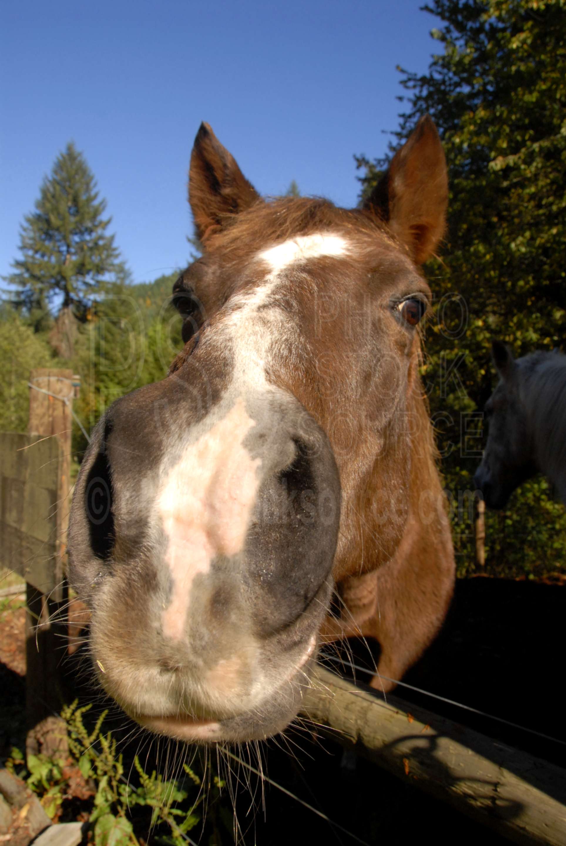 Horse Nose,horse,face,close,nose,animals,farms