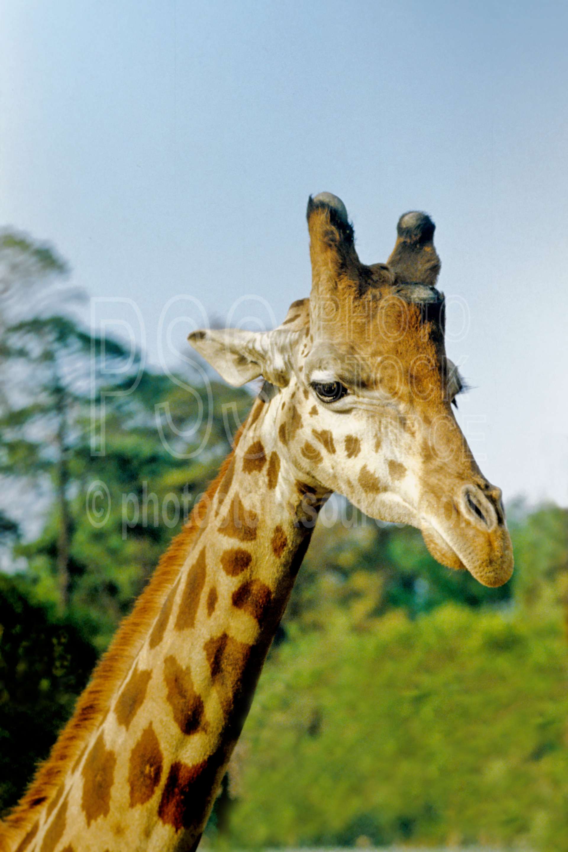 Giraffe,long neck,african,mammal,animals