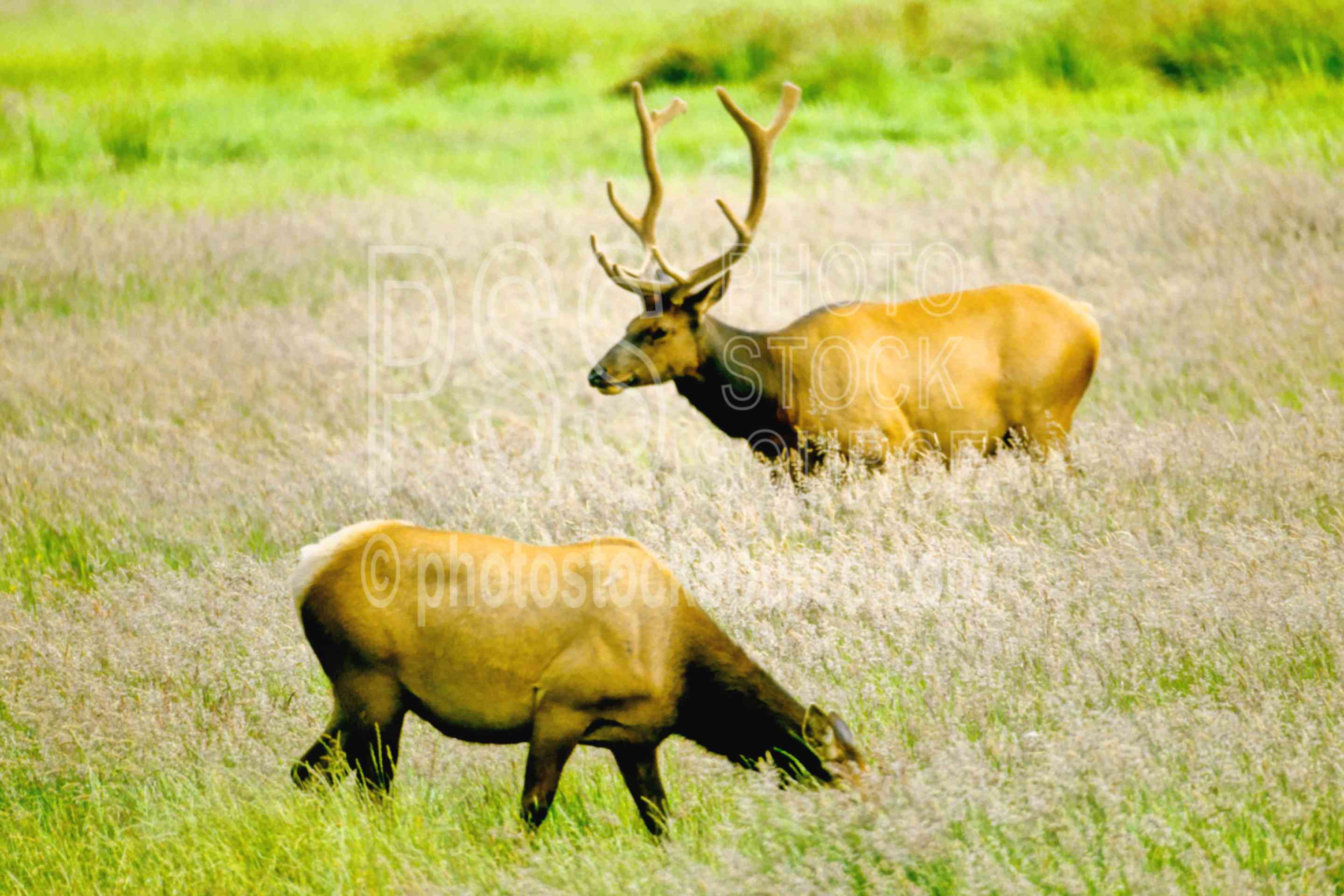Roosevelt Elk,elks,usas,animals