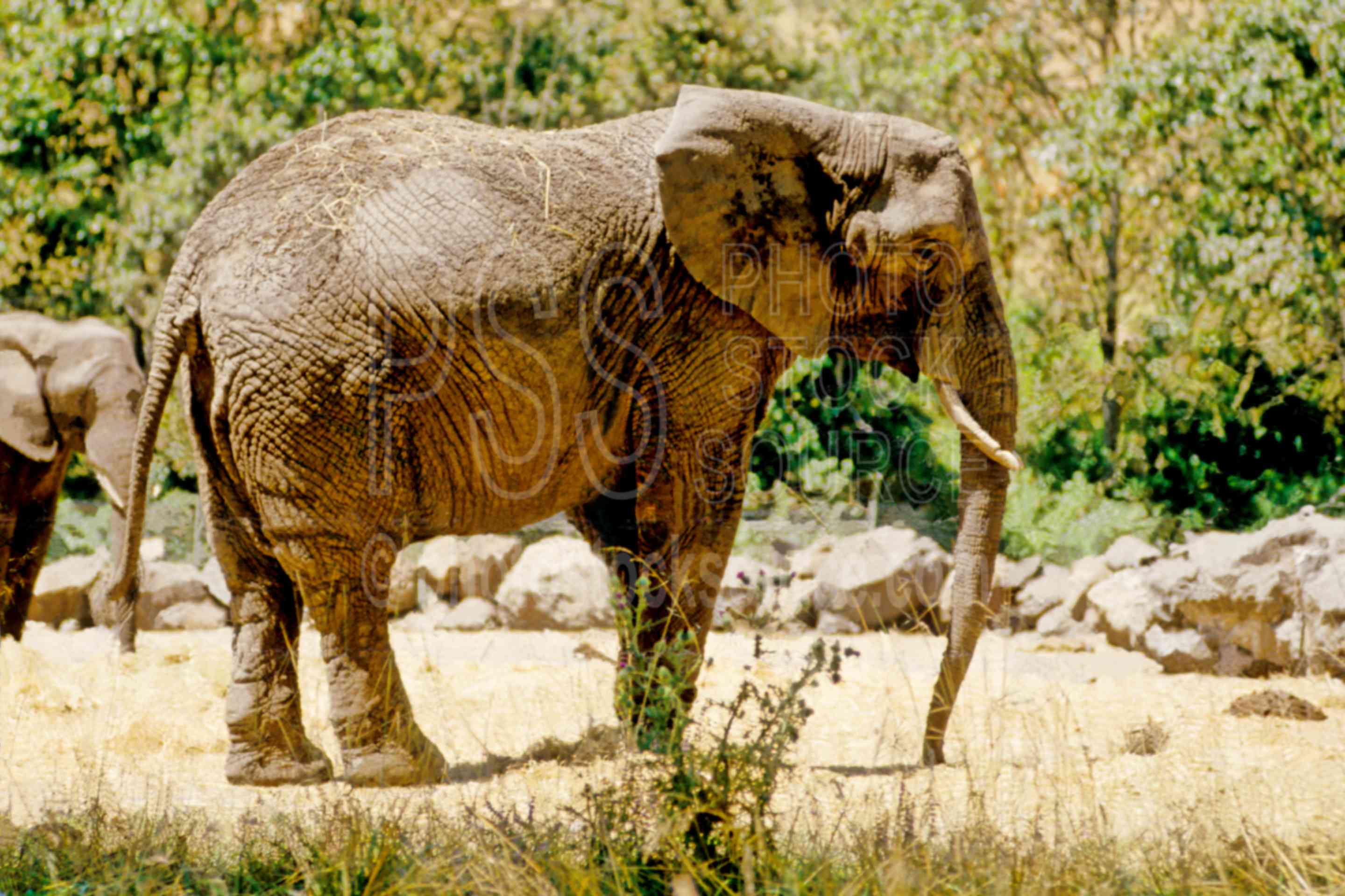 Elephant,usas,animals