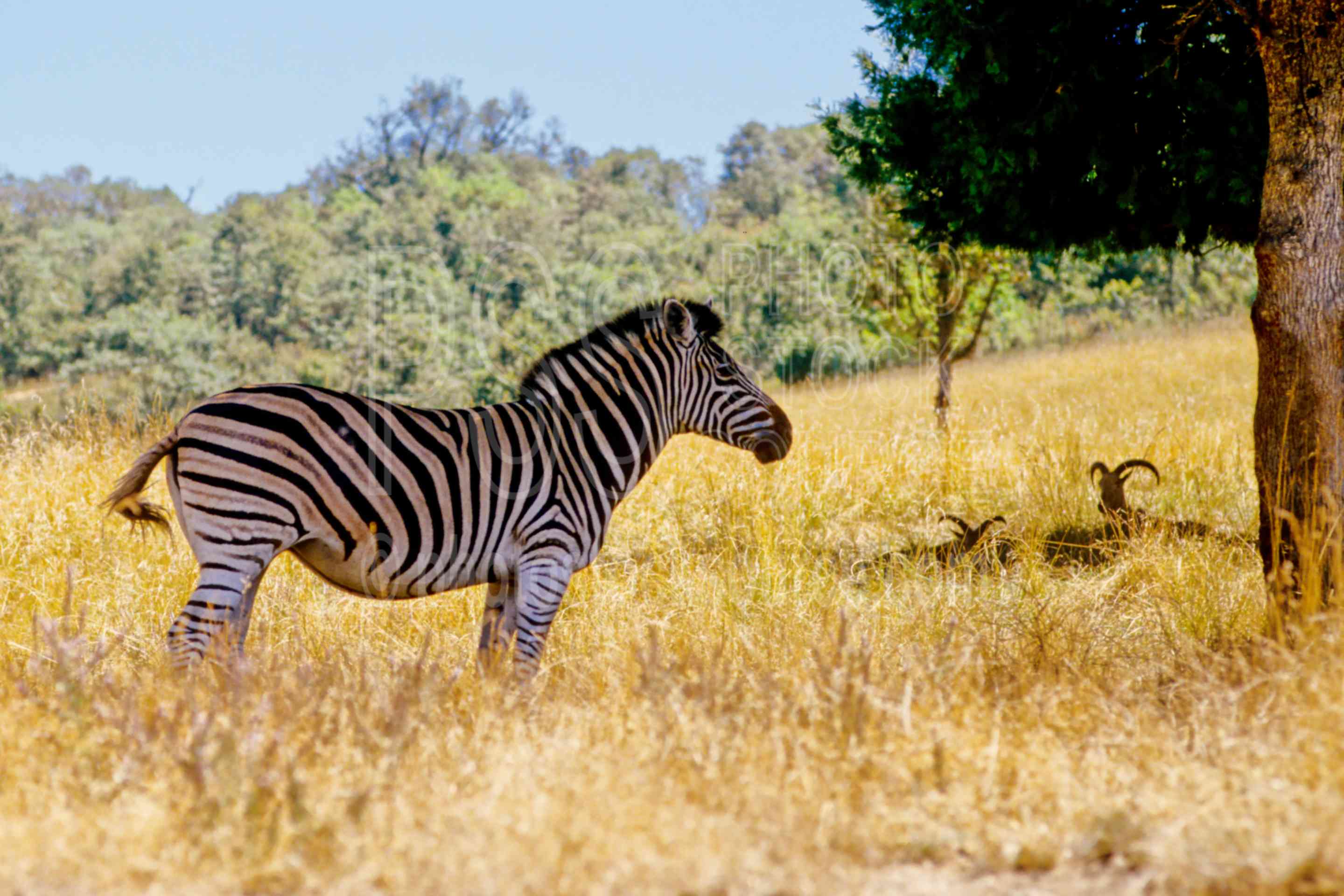 Zebra,usas,animals