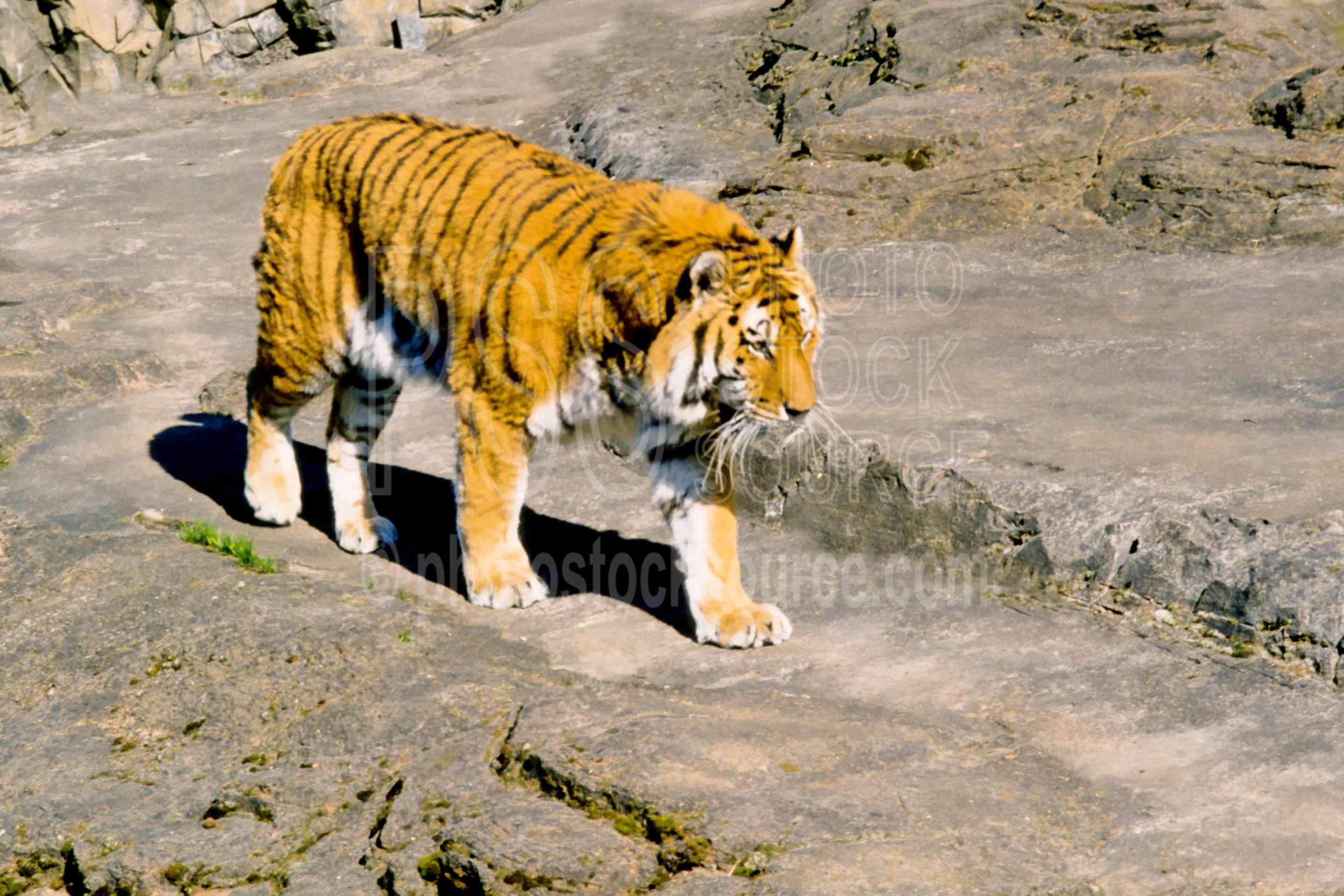Tiger,usas,animals