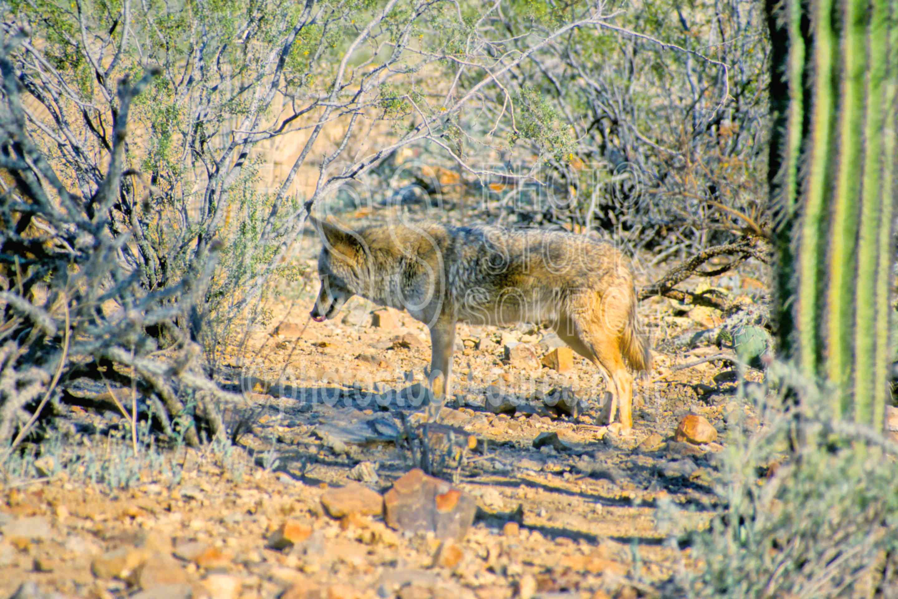 Hunting Coyote,saguaro national monument,coyote,hunting,usas,animals