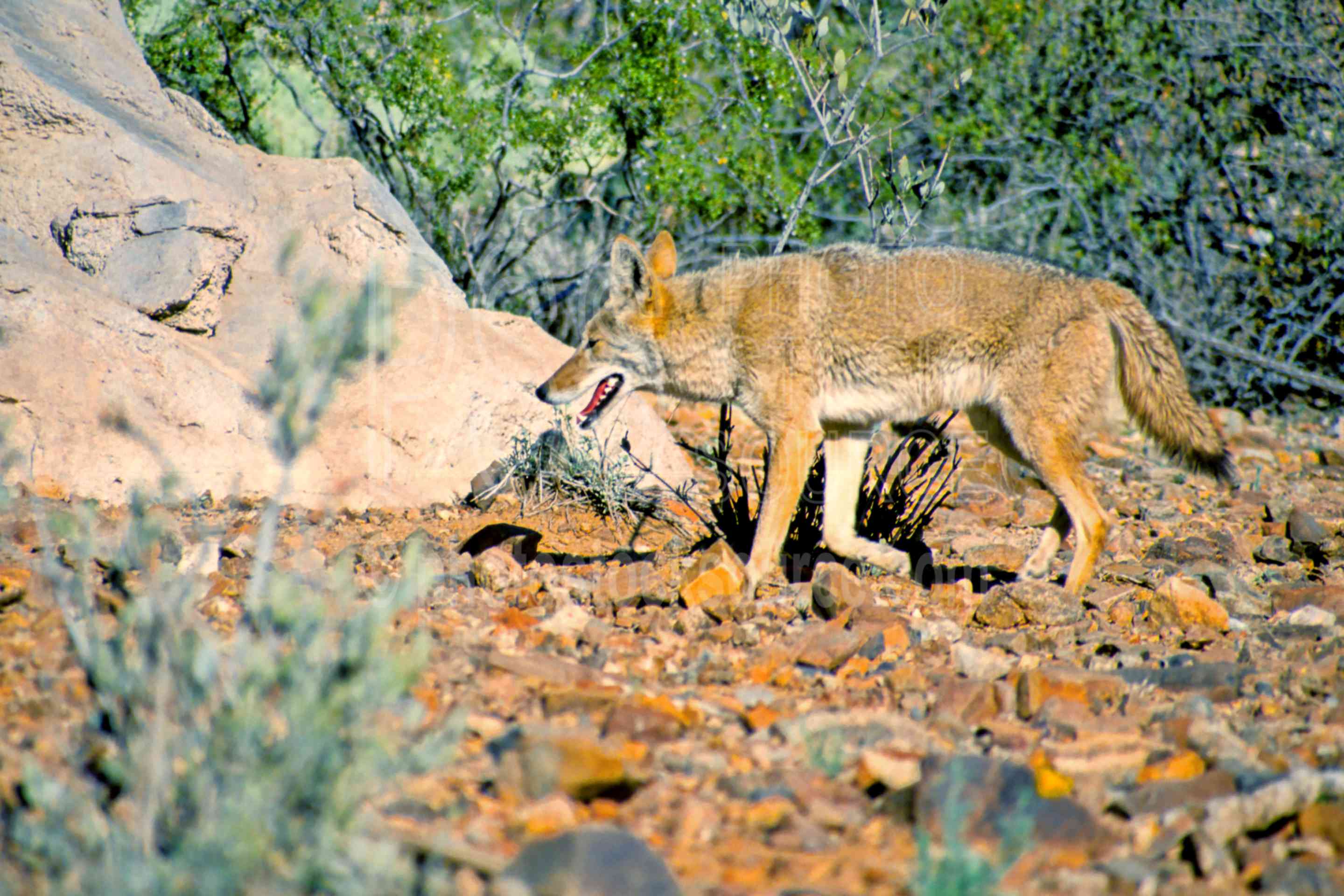Hot Coyote,saguaro national monument,coyote,usas,animals