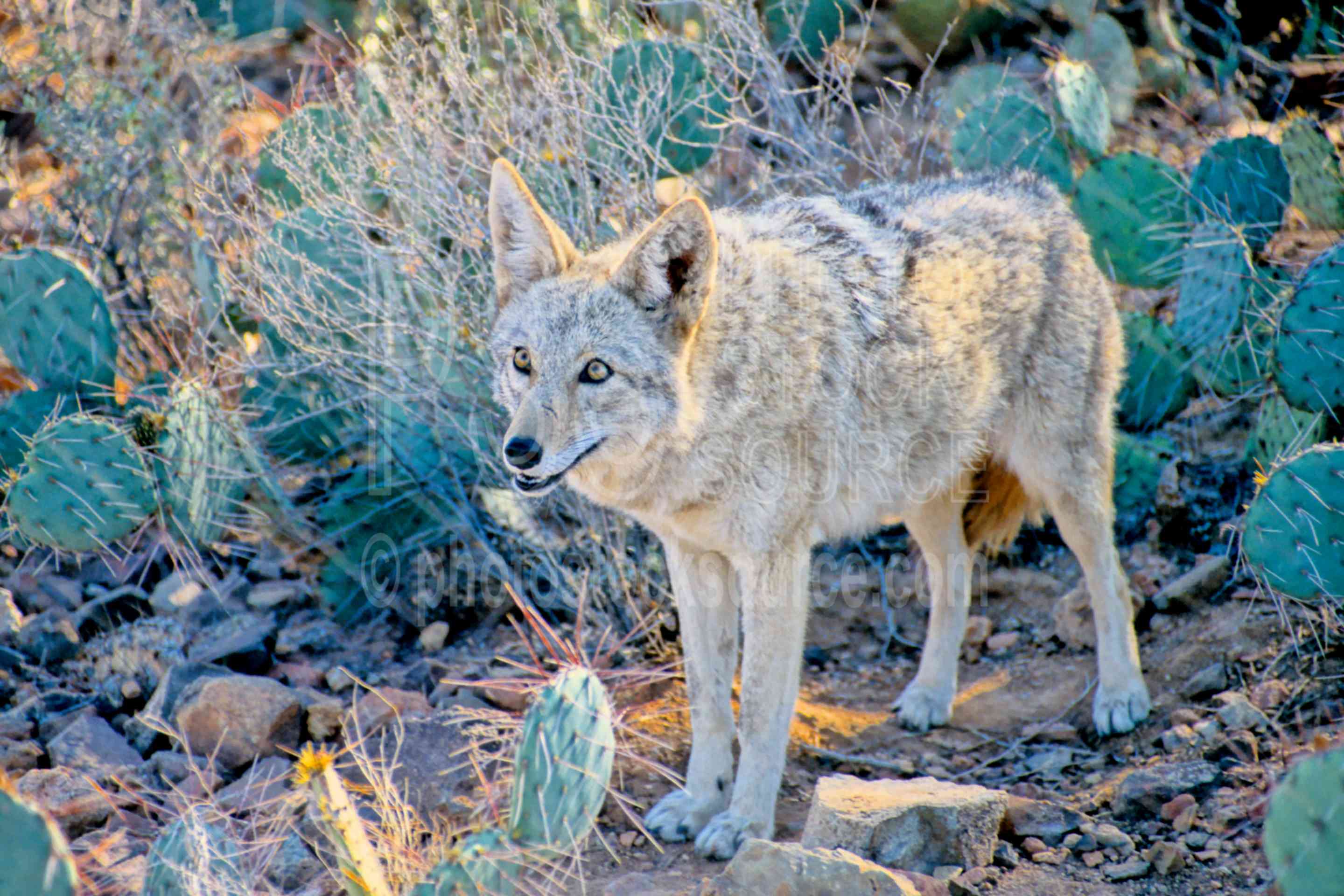 Curious Coyote,saguaro national monument,coyote,usas,animals