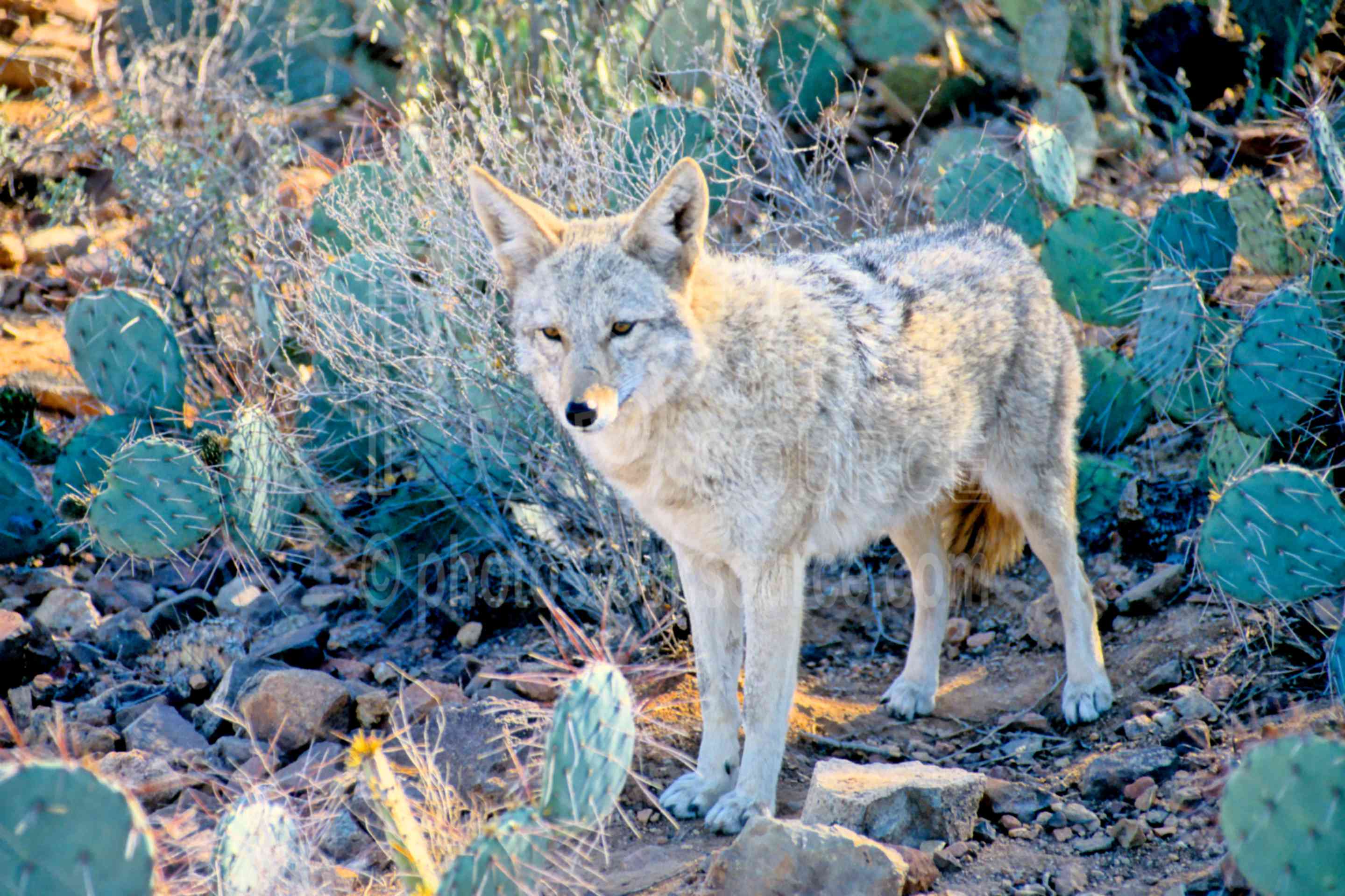 Waiting Coyote,saguaro national monument,coyote,usas,animals