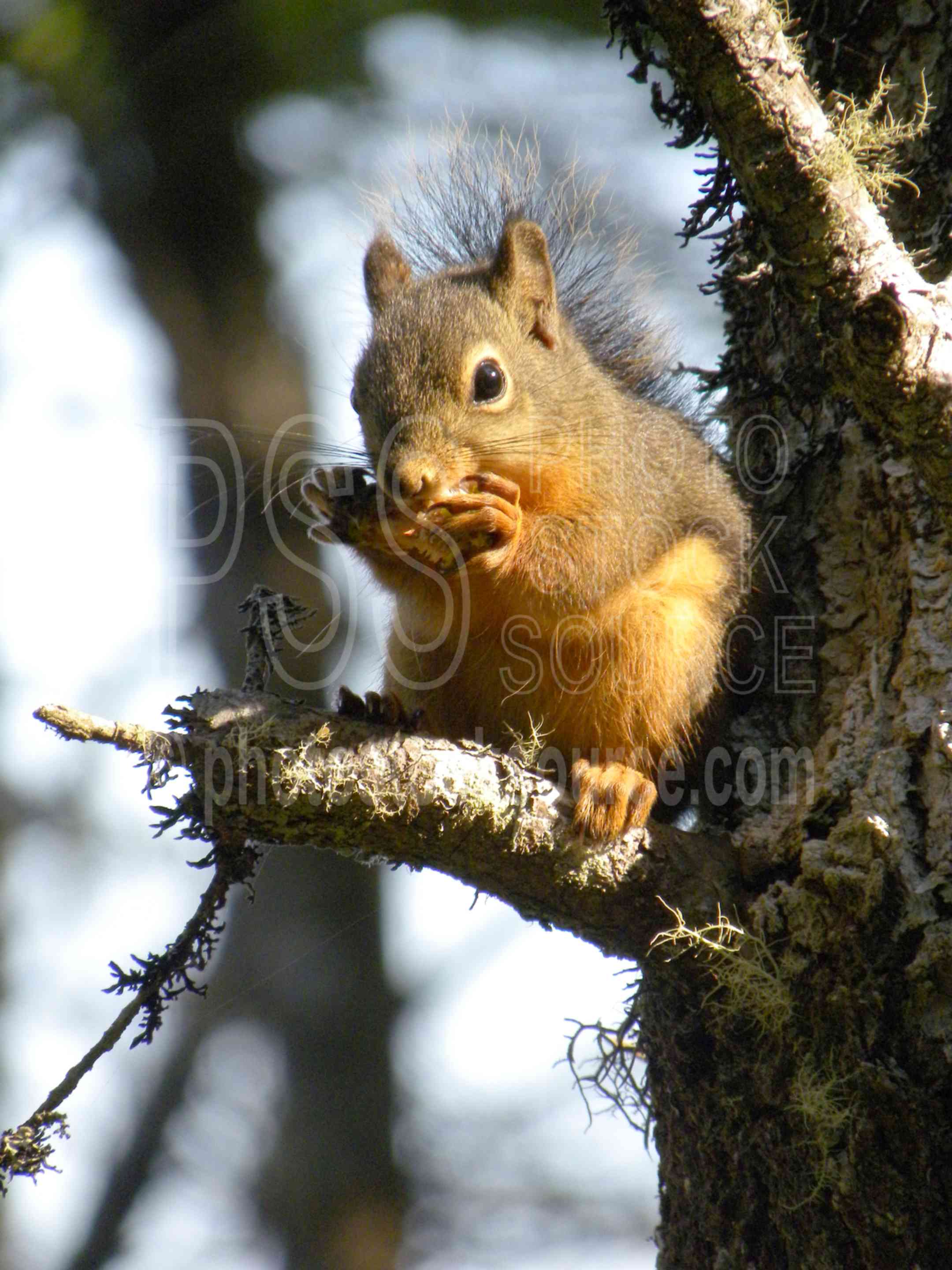 Brown Squirrel,mammal,squirrel,nuts,eating,gathering,animal,animals