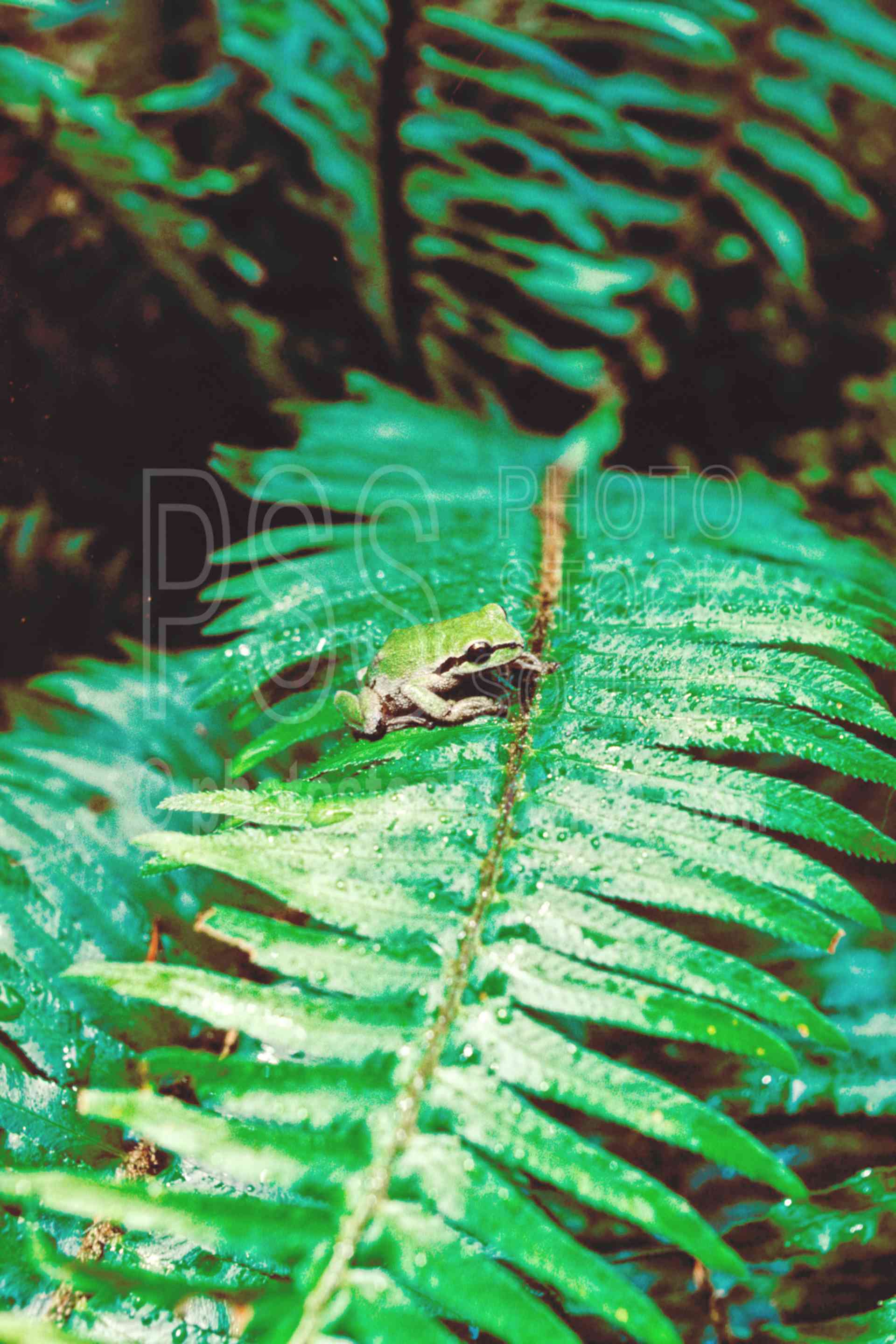 Pacific Treefrog,treefrog,frog,pseudacris regilla,usas,animals