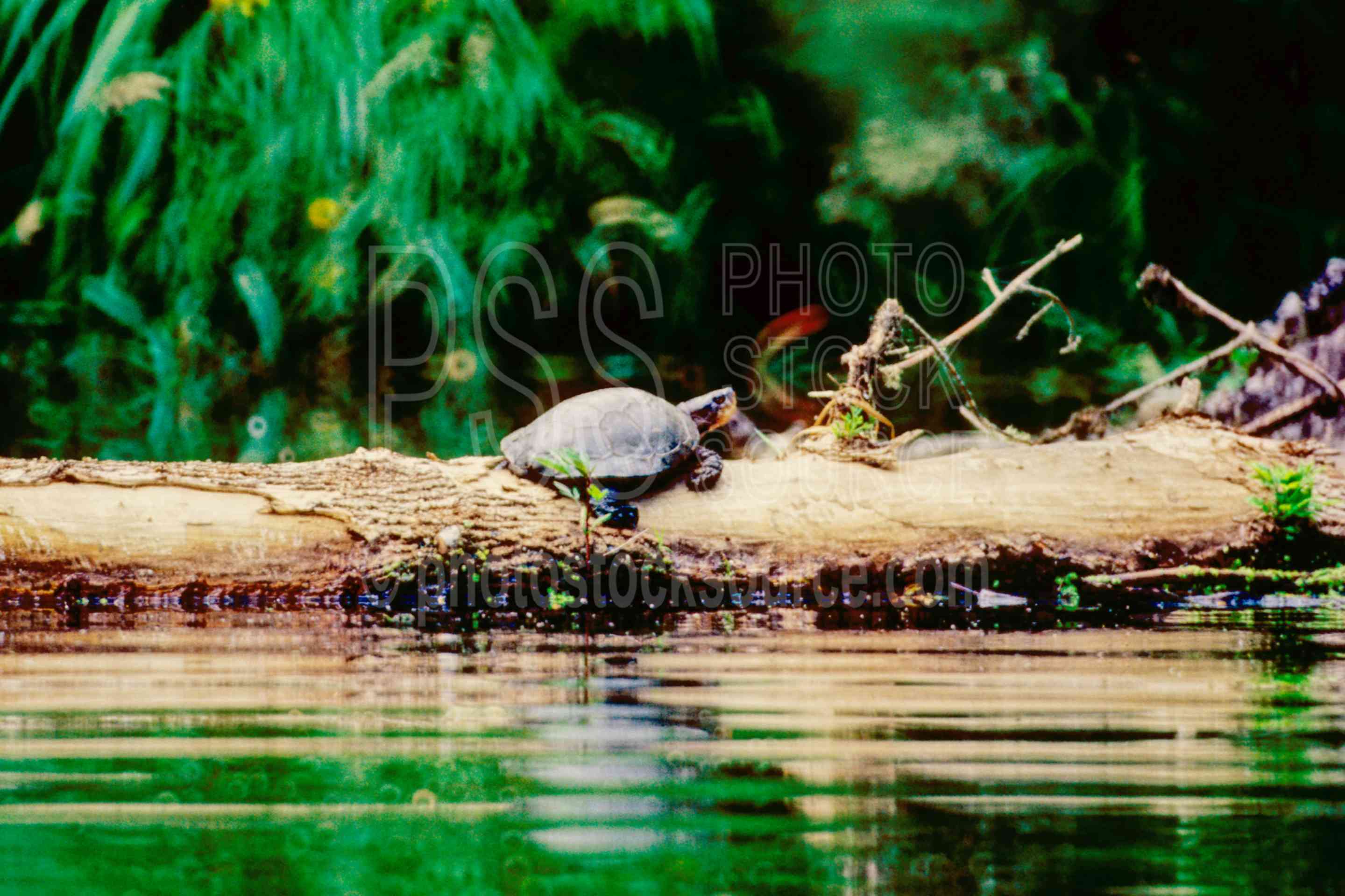 Western Pond Turtle,clemmys marmorata,turtle,usas,animals
