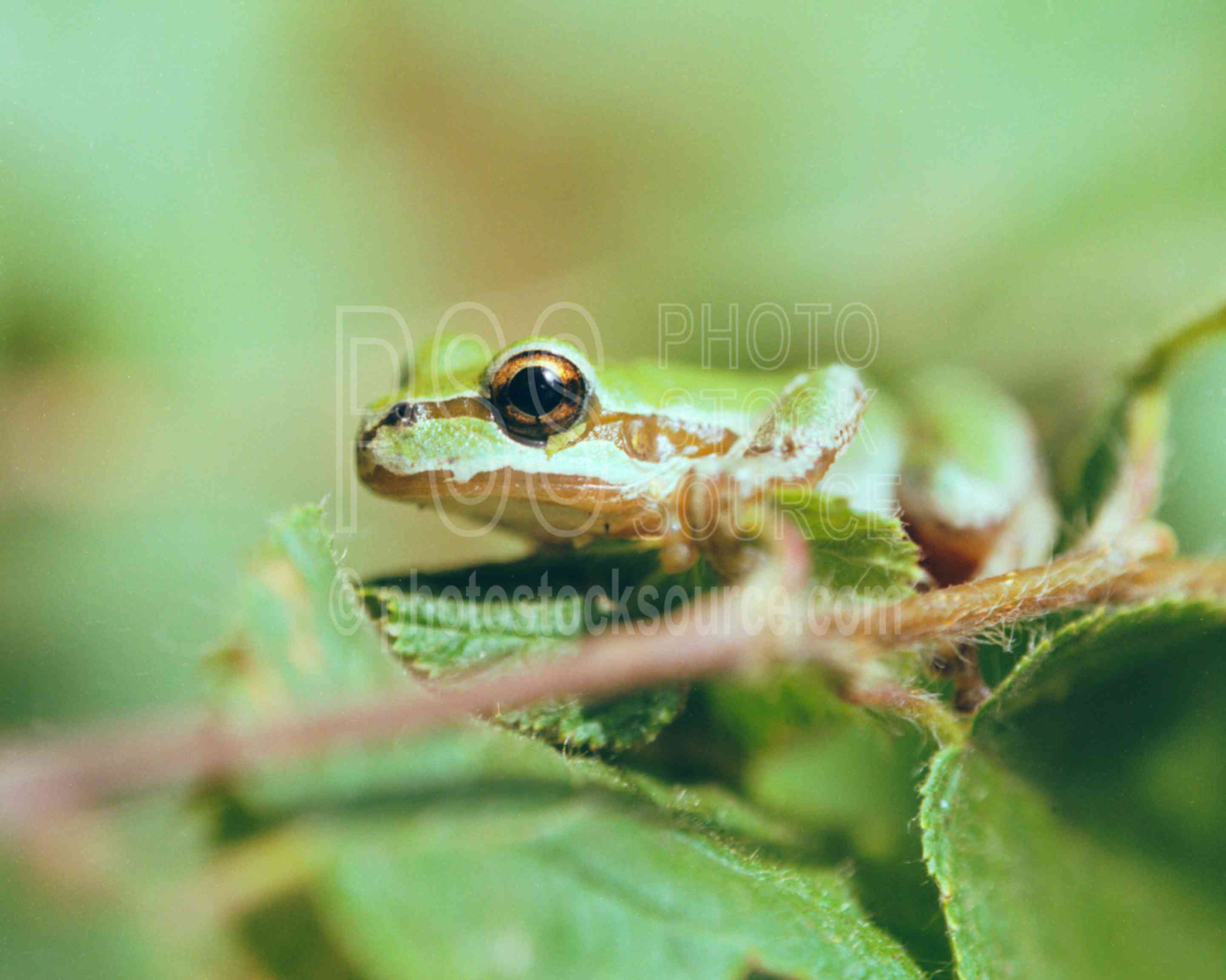 Tree Frog,frog,usas,animals