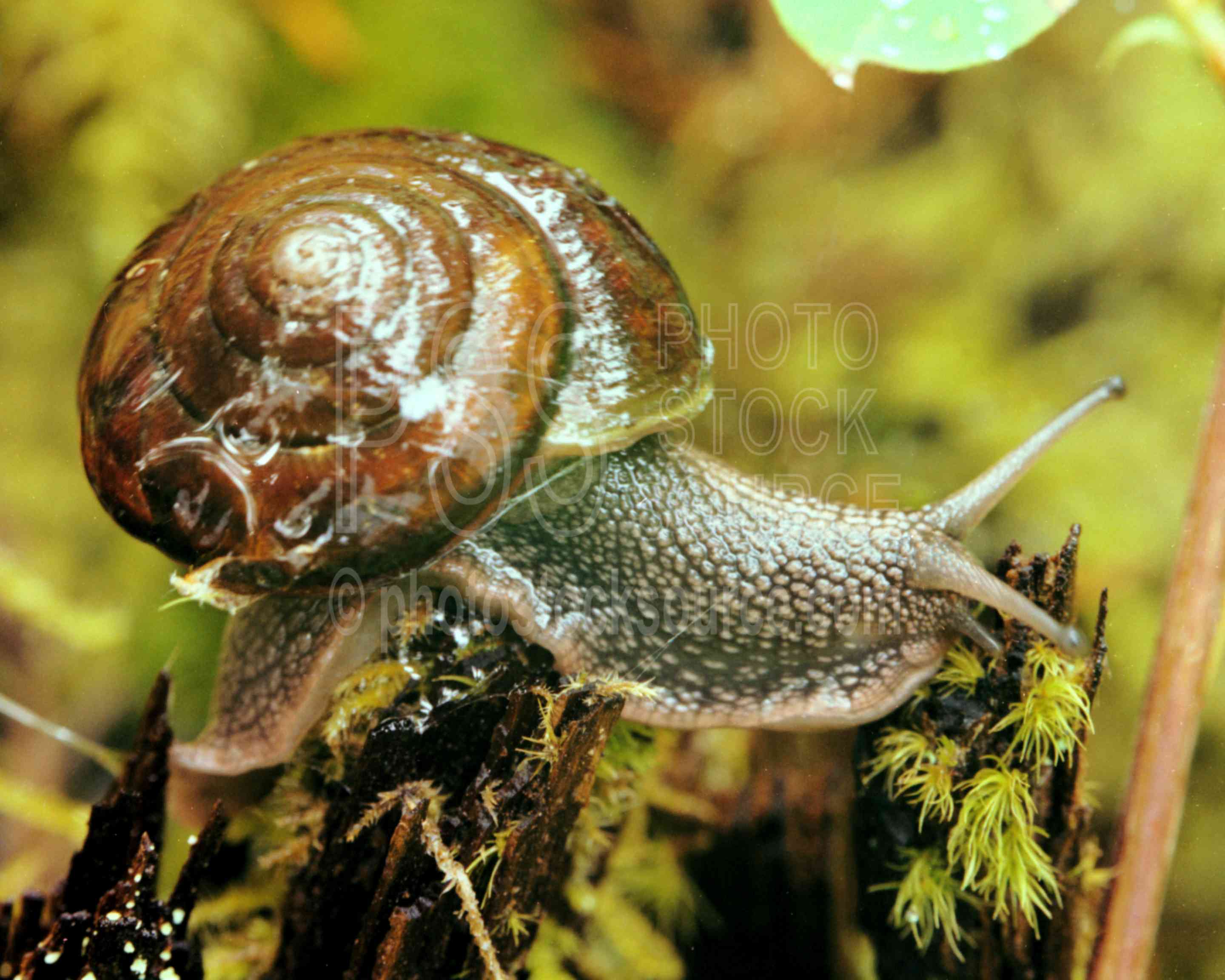 Pacific Sideband Snail,snail,mollusk,animals,monadenia columbianus