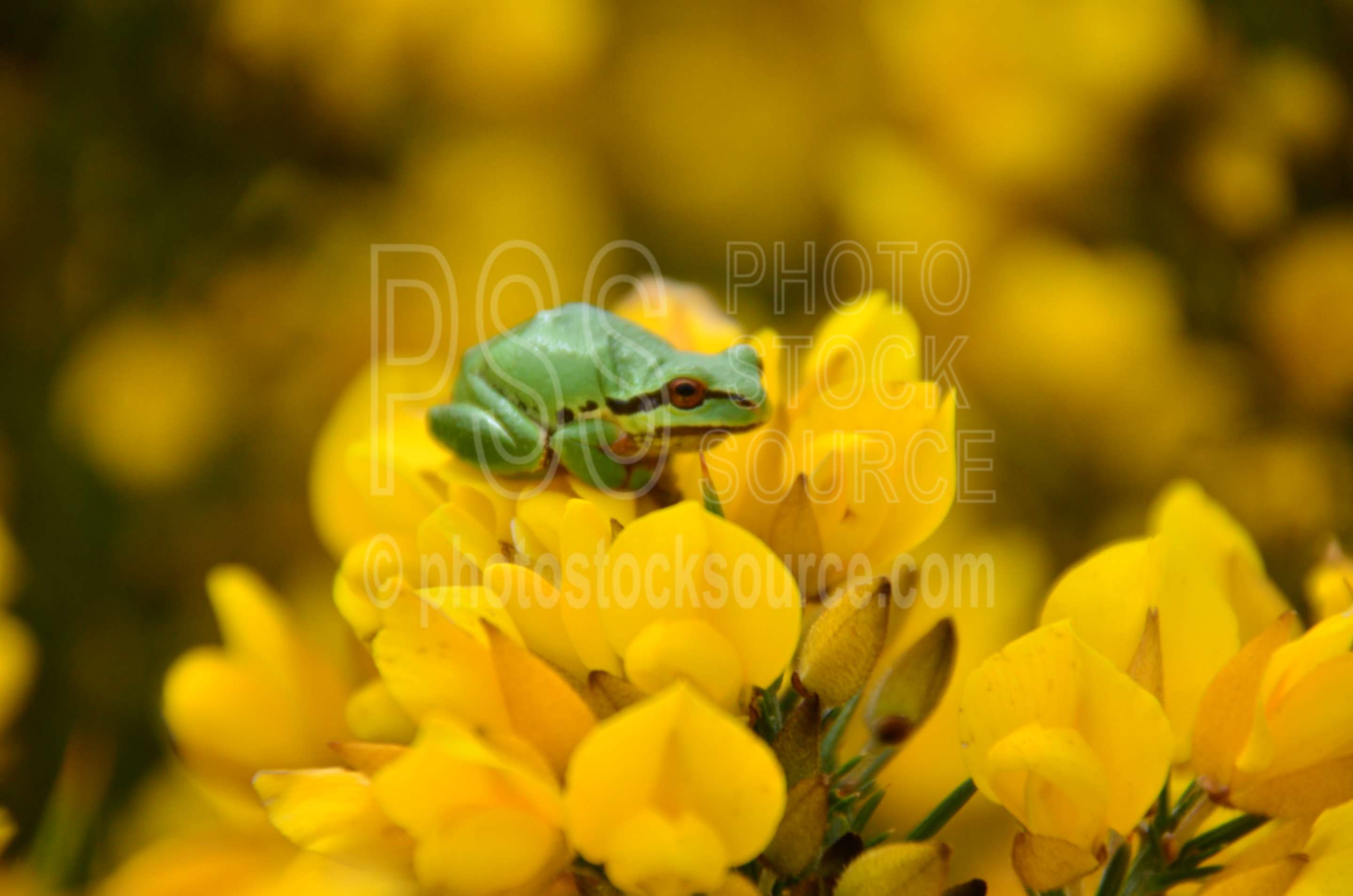 Pacific Tree Frog,tree frog,chorus tree frog,pseudacris regilla,cytisus scoparius,scotch broom