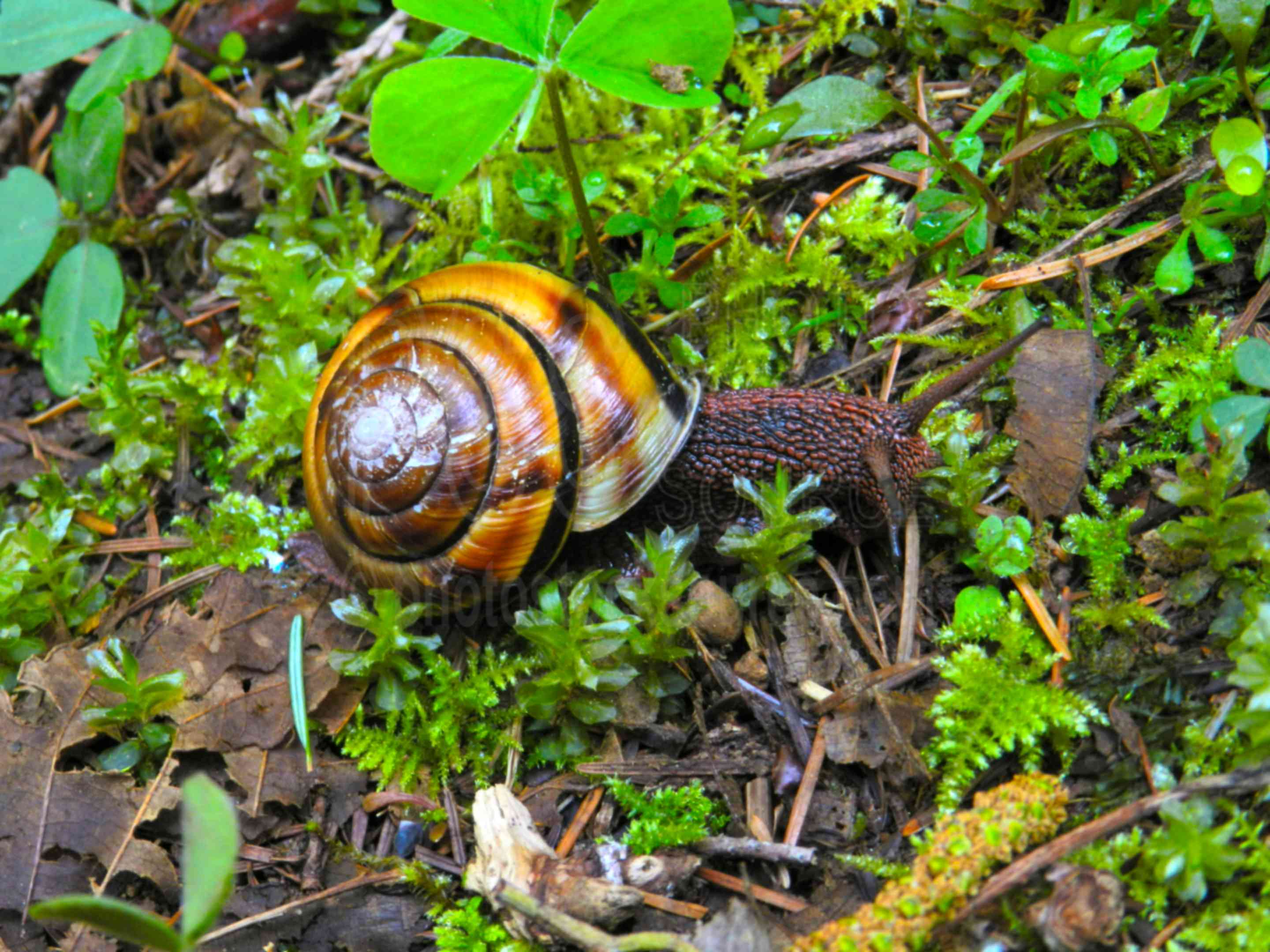 Pacific Sideband Snail,mollusk,snail,forest,monadenia columbianus