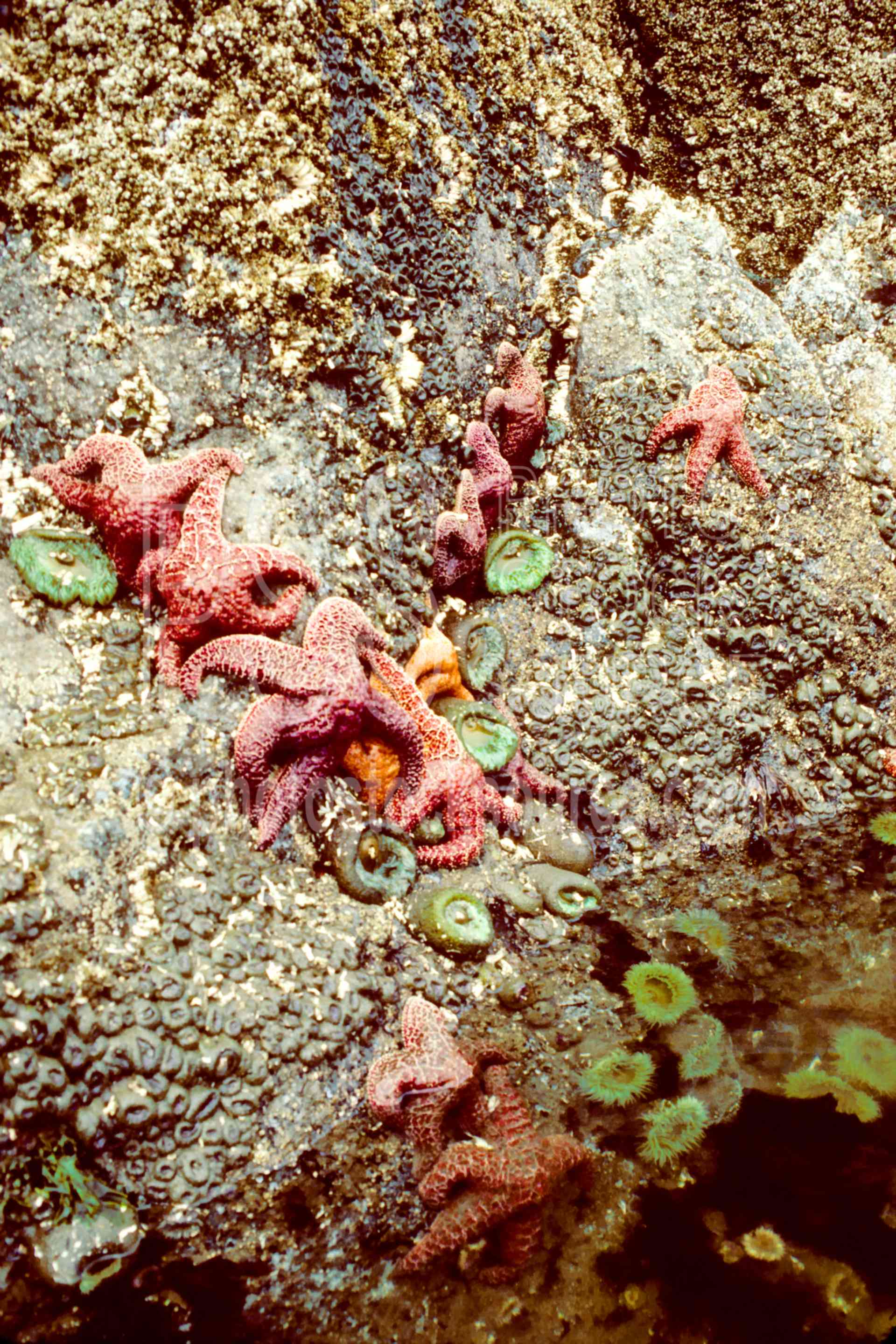 Starfish,tidepool,usas,animals,seascapes,coast