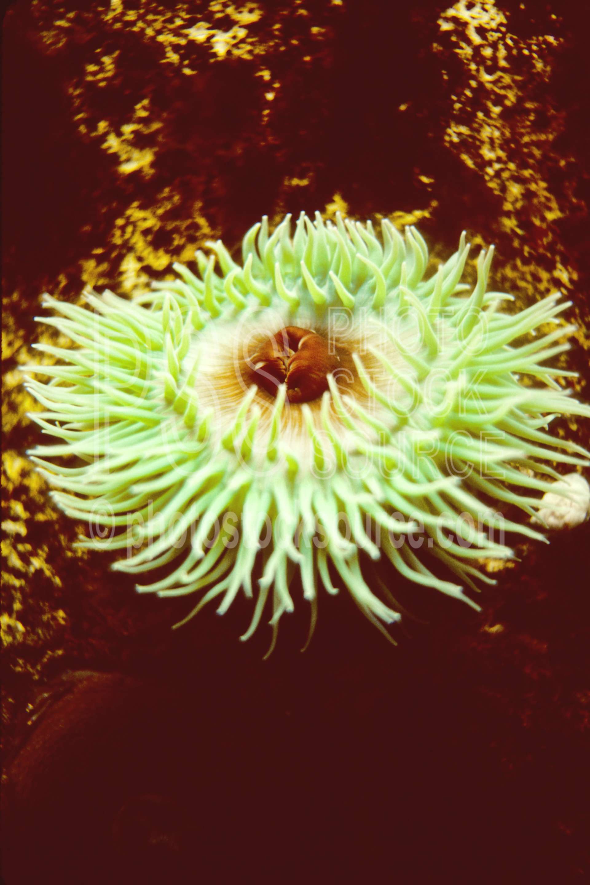 Sea Anemone,anemone,tidepool,usas,animals,seascapes,coast