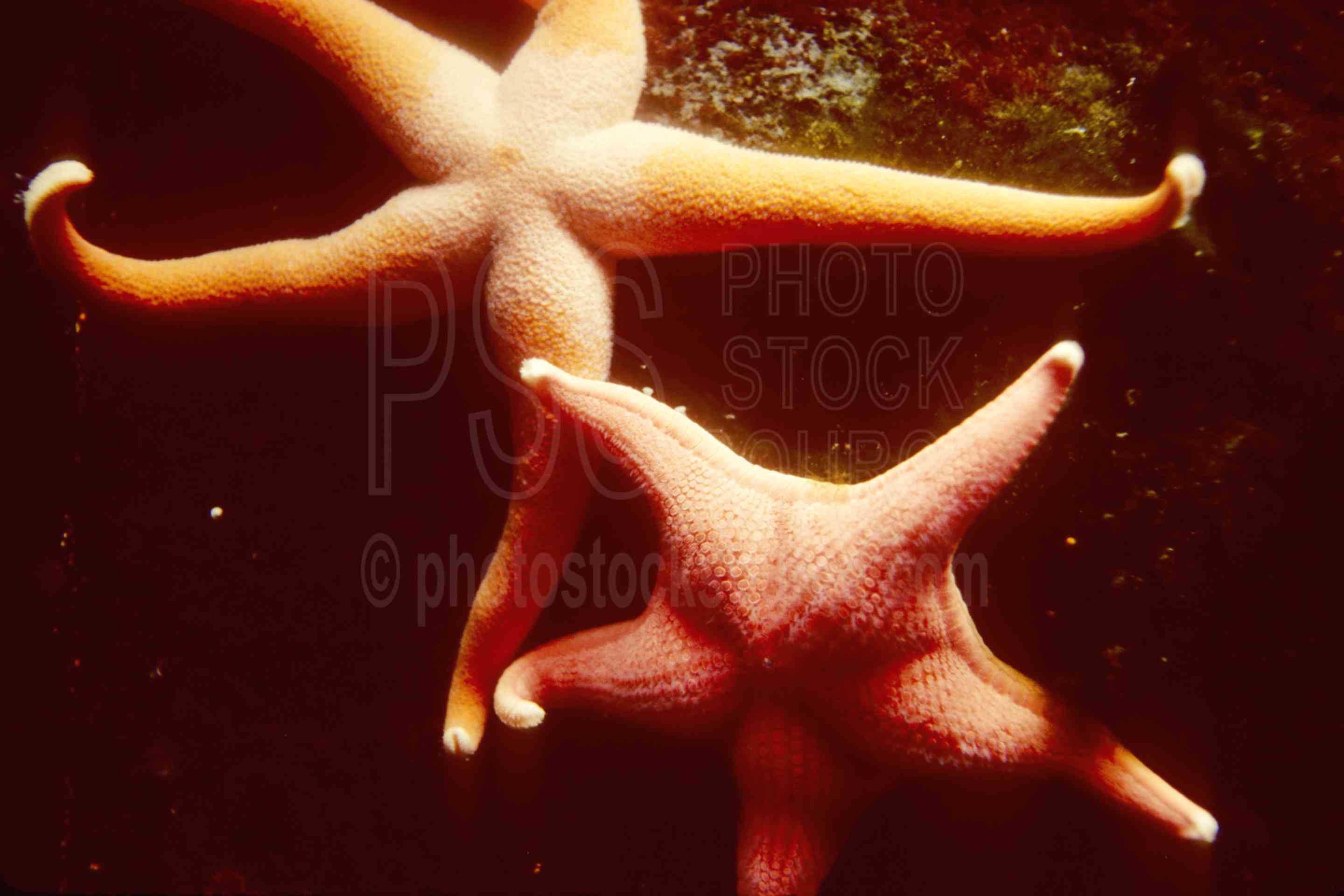 Starfish,tidepool,usas,animals,seascapes,coast