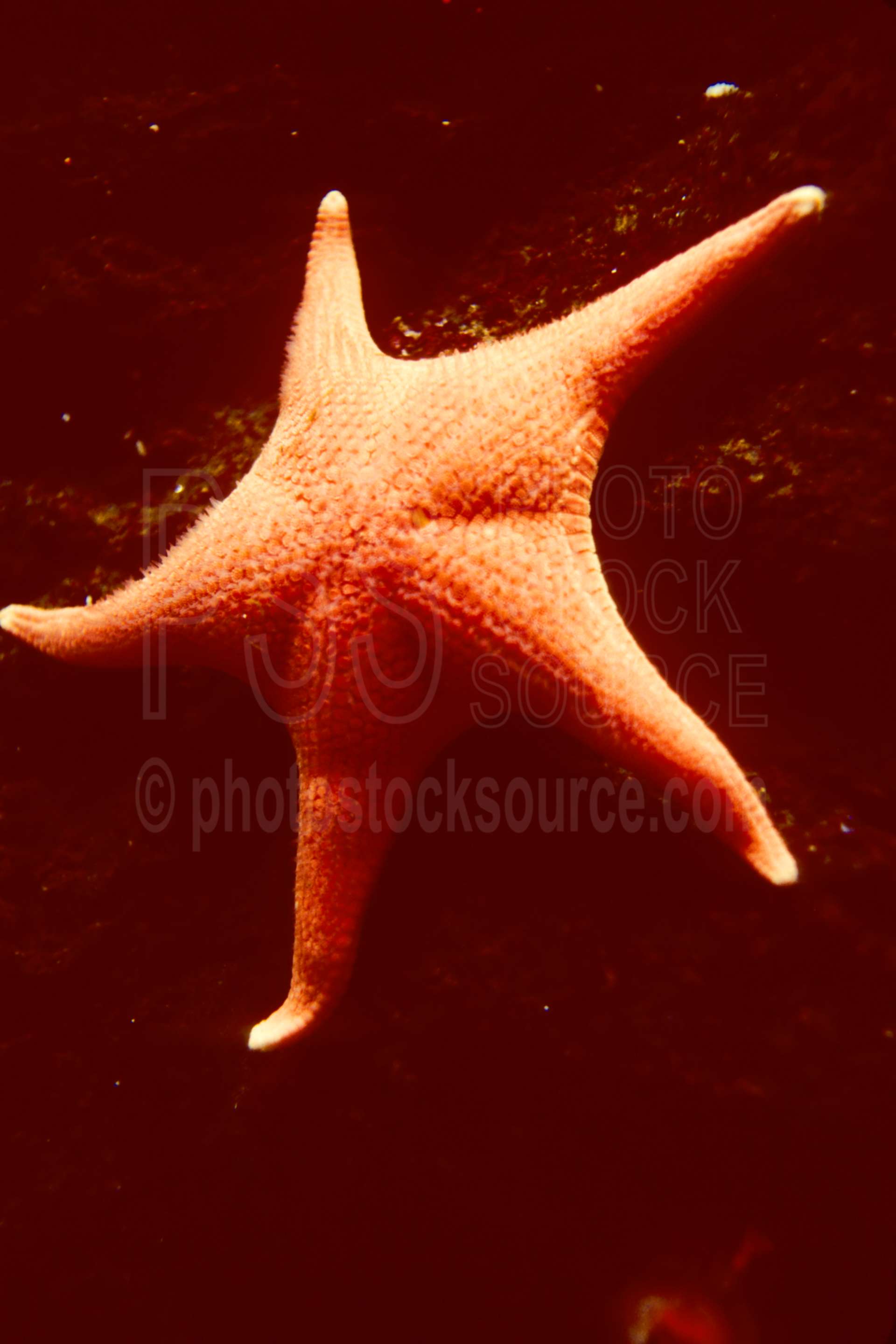 Starfish,tidepool,usas,animals,seascapes,coast