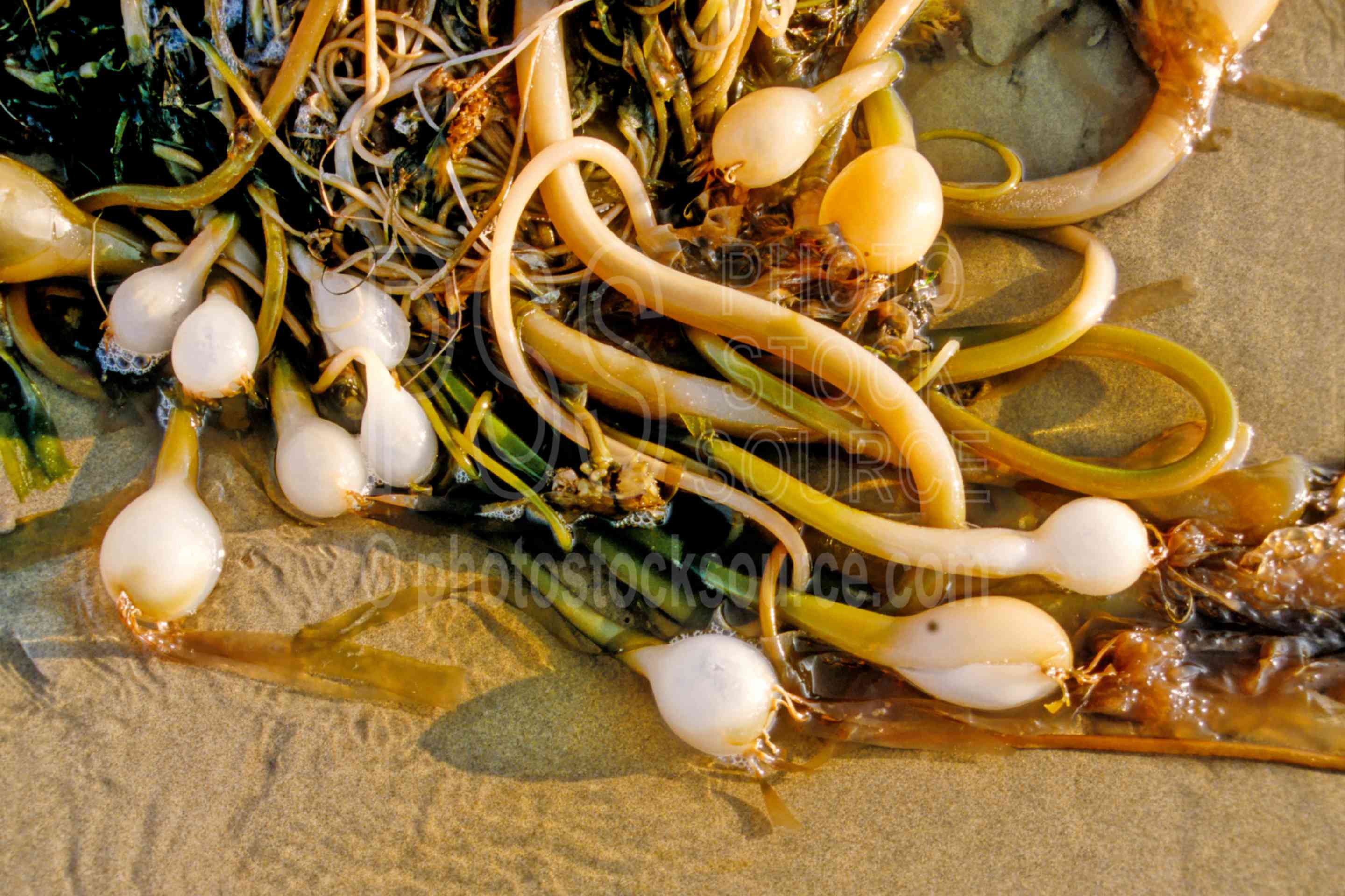 Kelp on the Beach,sand,kelp,sunset,usas,animals,seascapes,coast