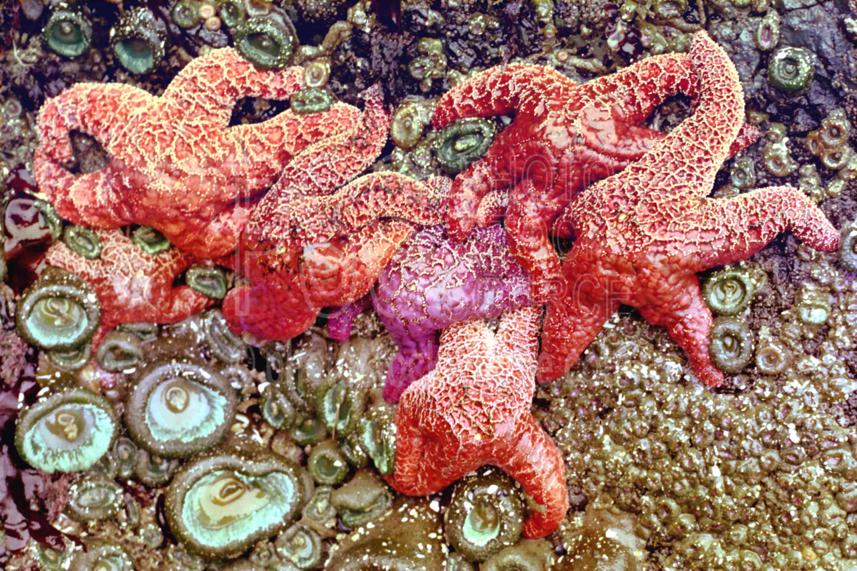 Starfish,sea anenome,tidepool,usas,animals