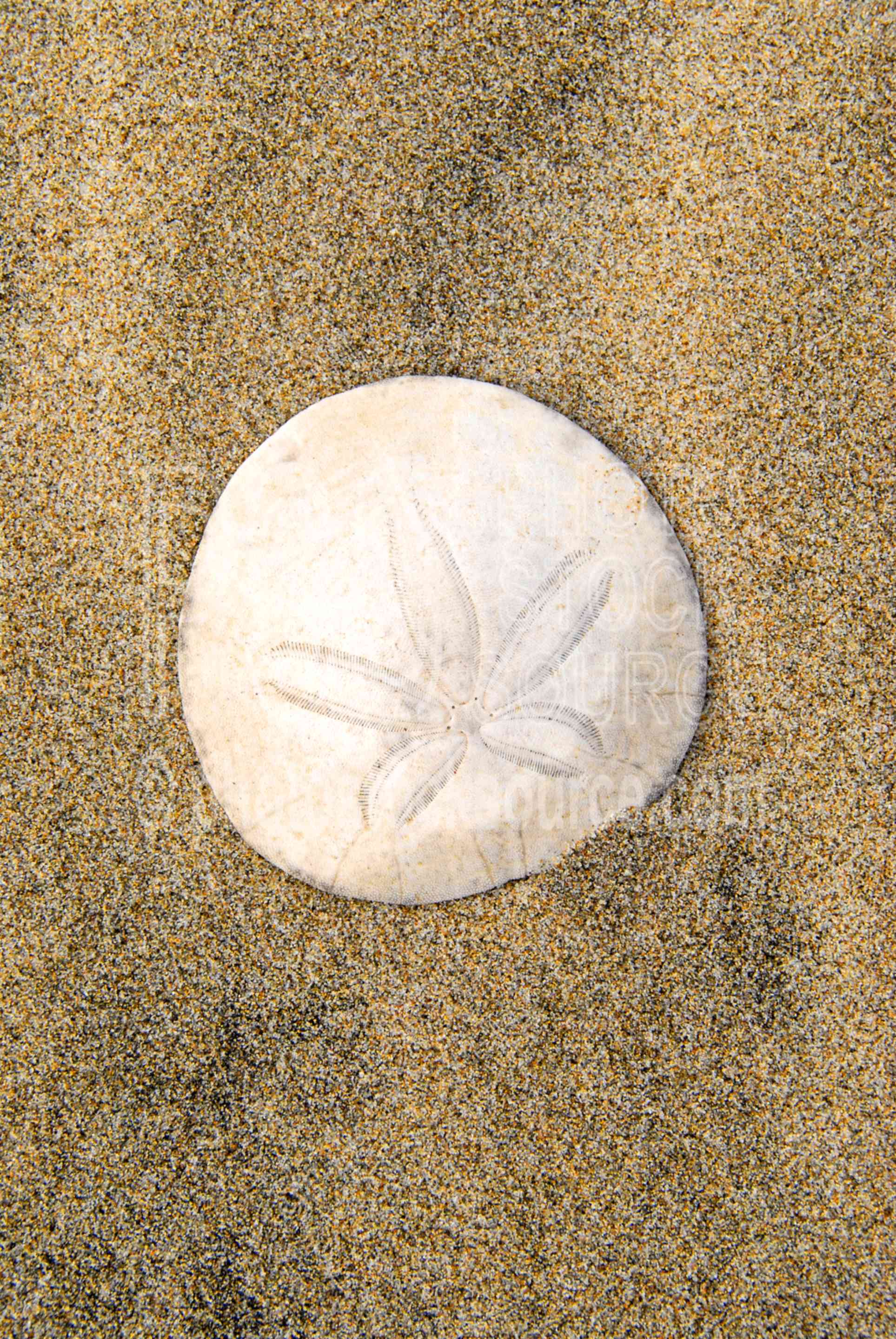 Sand Dollar,sand,sea urchin,animals