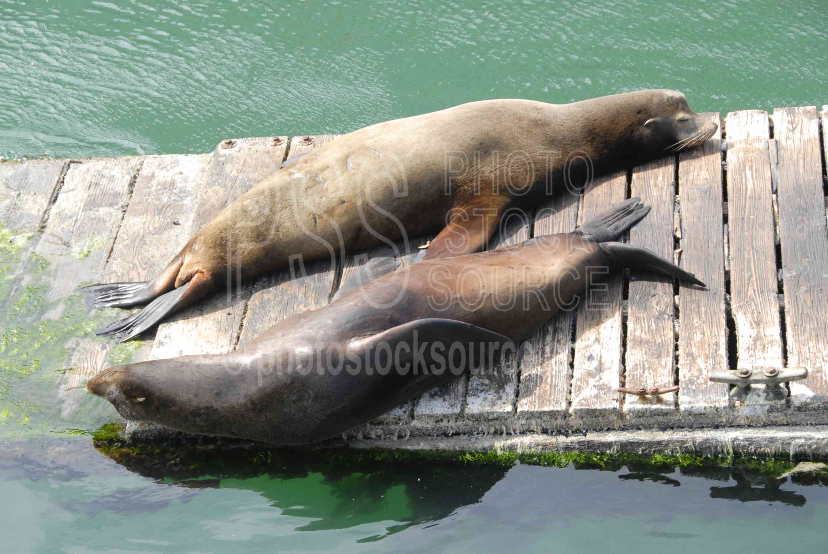 Sea Lions,sea lion,sunning,lazy,sleeping,dock,rest,resting,animals