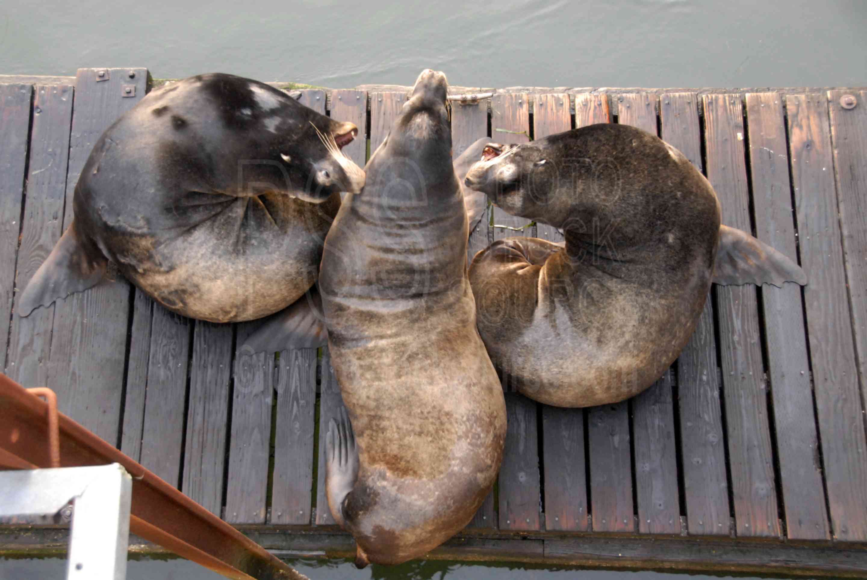 Sea Lions Love Bites,sea lion,seal,bite,biting,teeth,animals