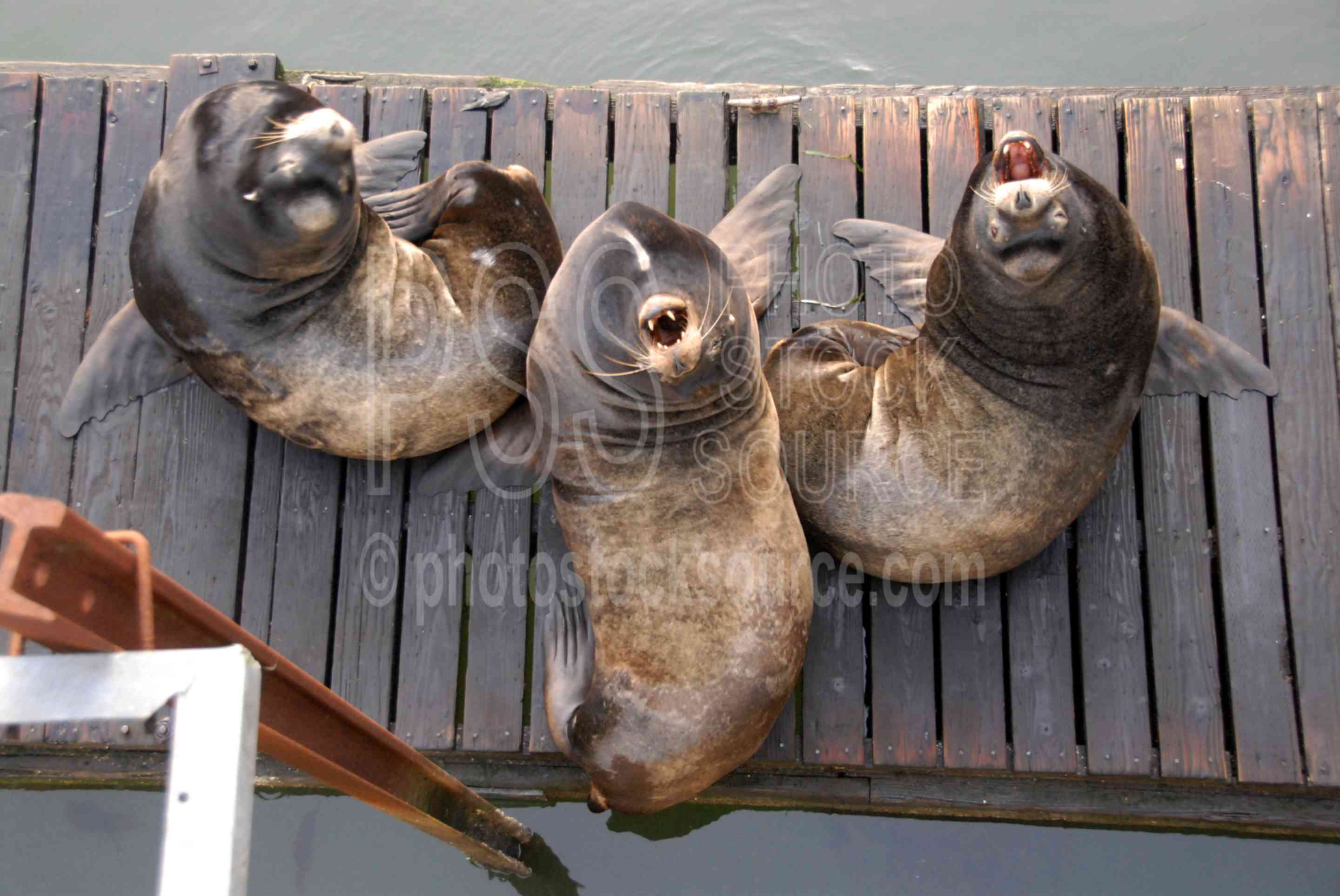 Sea Lions Open Wide,sea lion,seal,mouth,teeth,animals