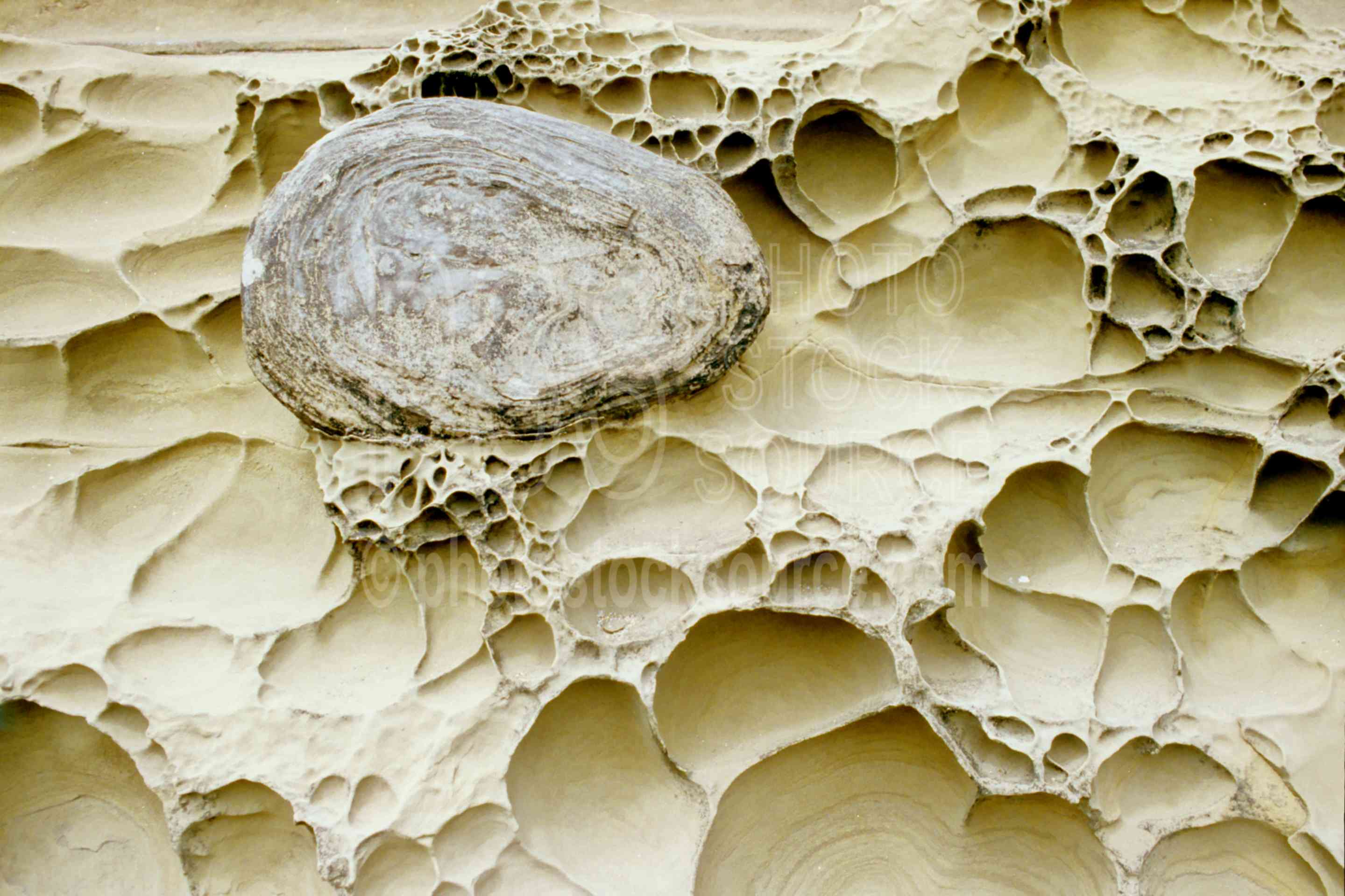 Sandstone Rock,cape arago,rock,sandstone,shore acres,shore acres state park,usas