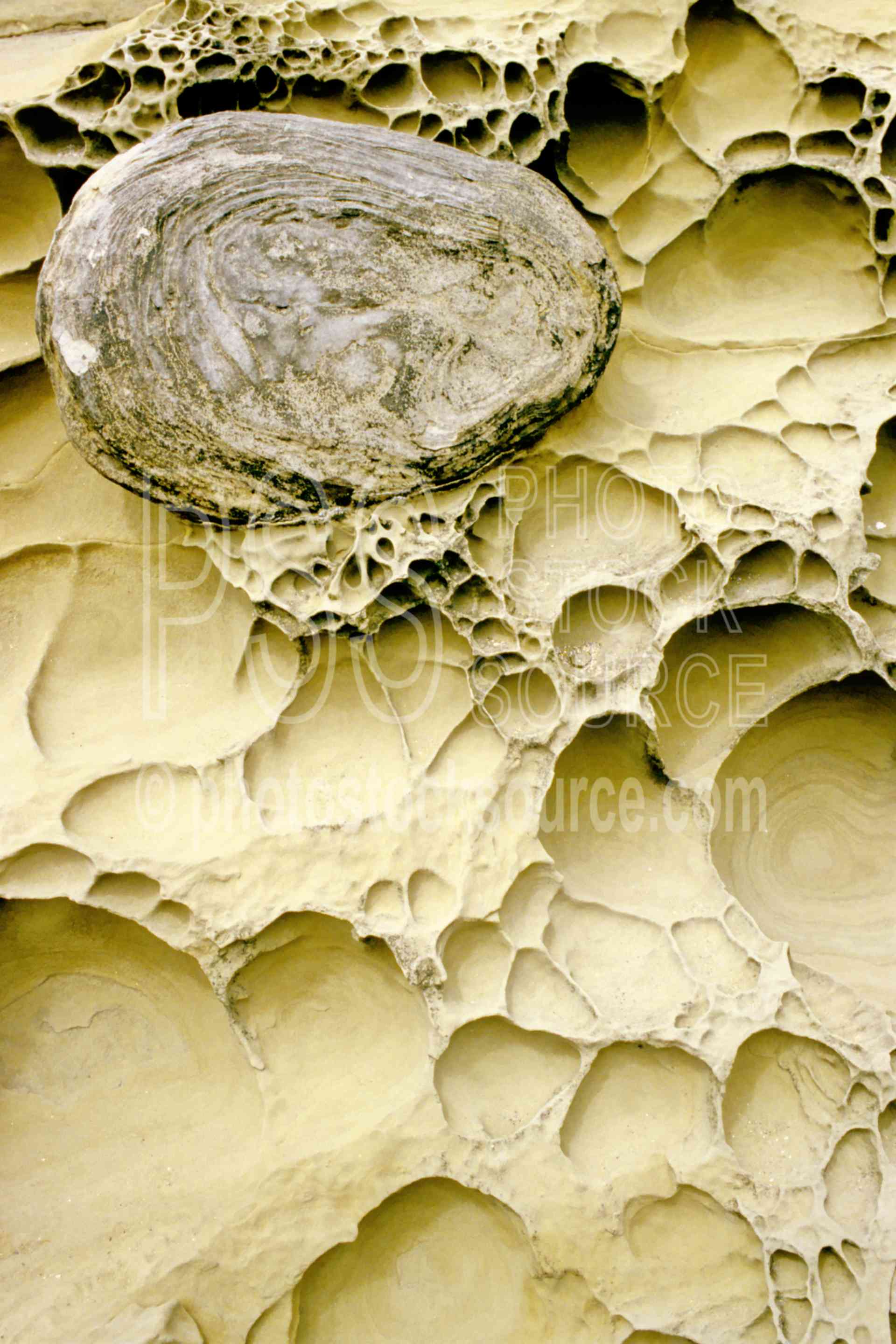 Sandstone Rock,cape arago,rock,sandstone,shore acres,shore acres state park,usas