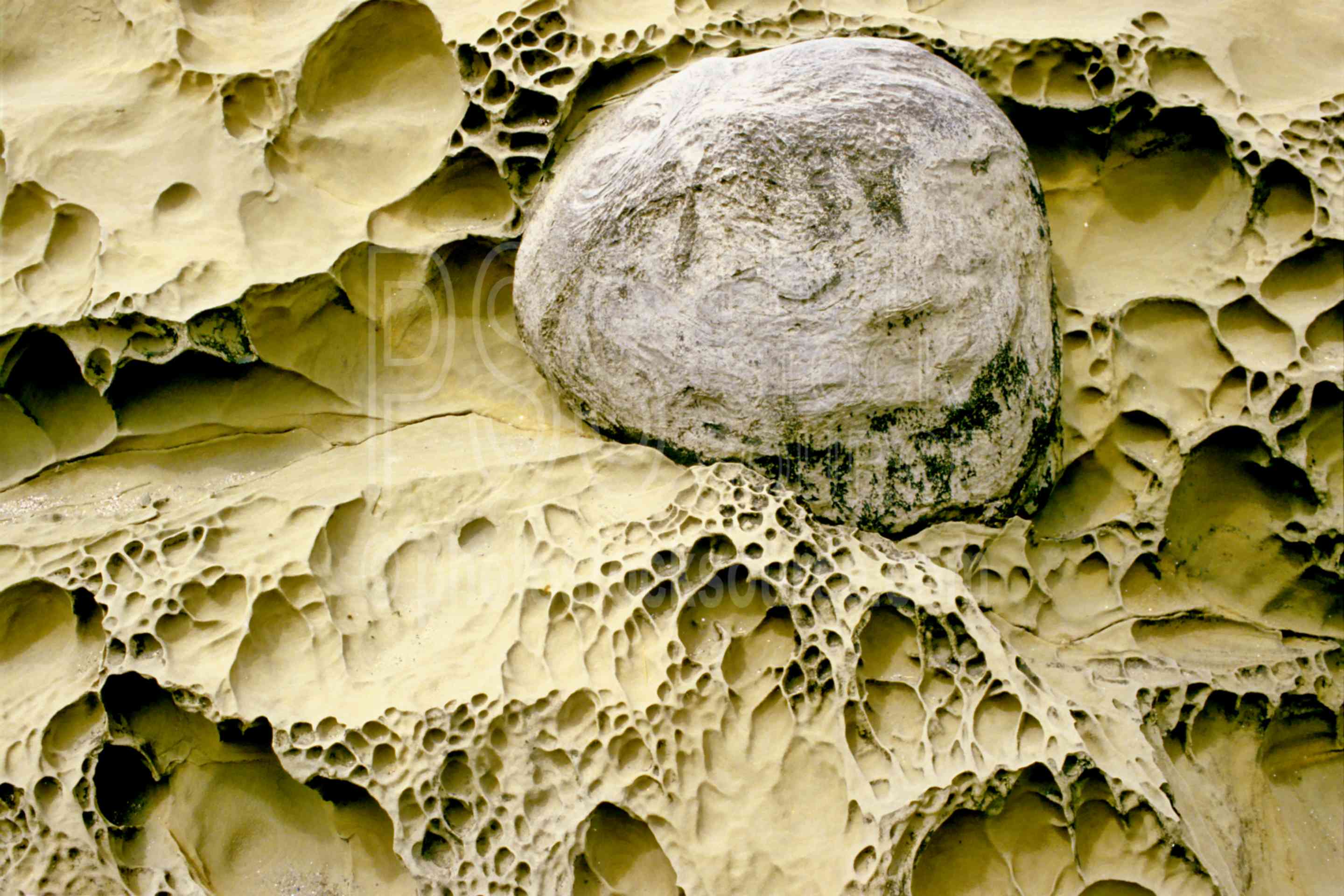 Sandstone Rock,cape arago,rock,sandstone,shore acres,shore acres state park,usas