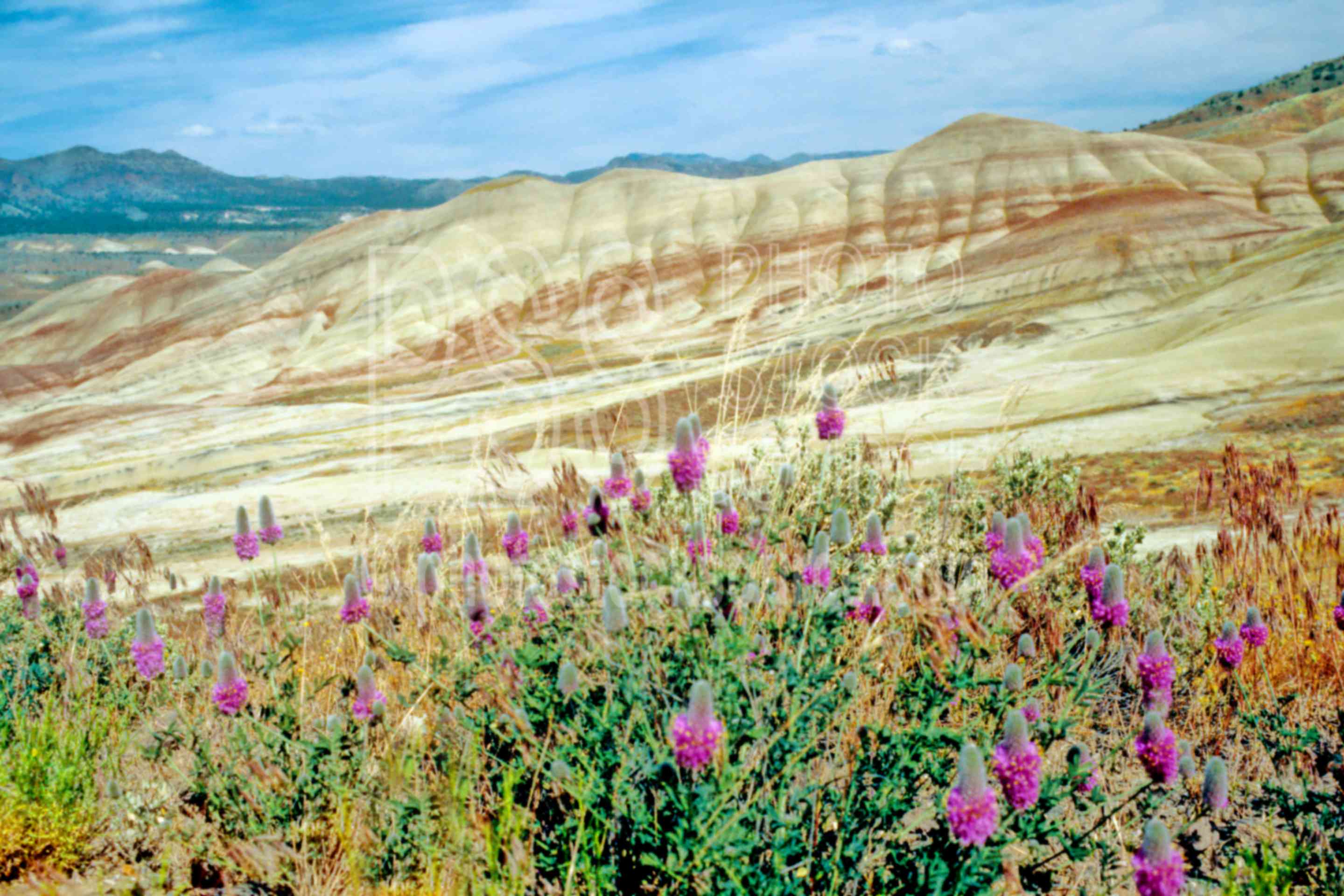 Painted Hills,john day fossil beds national monument,fossil bed,red clover,clover,usas