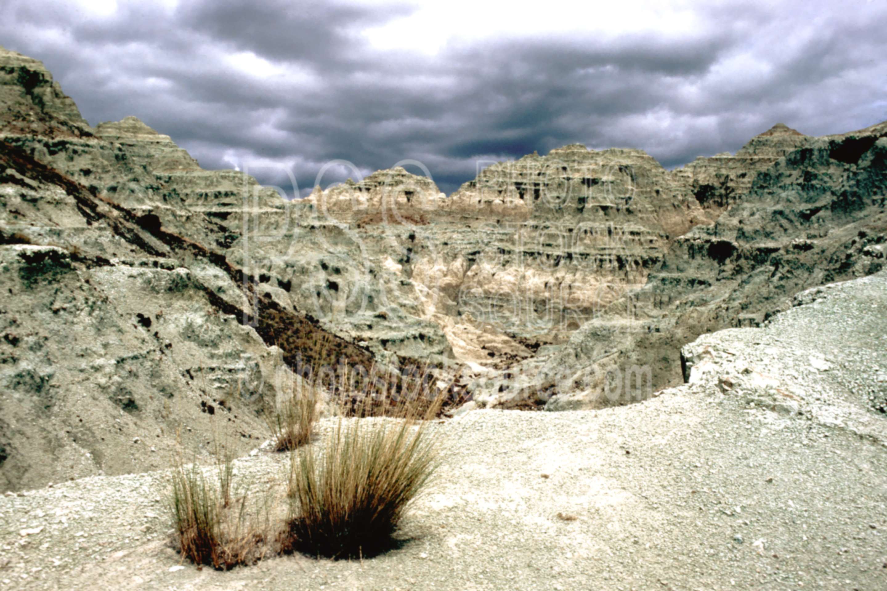 Blue Basin,fossil bed,thomas condon fossil bed,turtle cove,usas