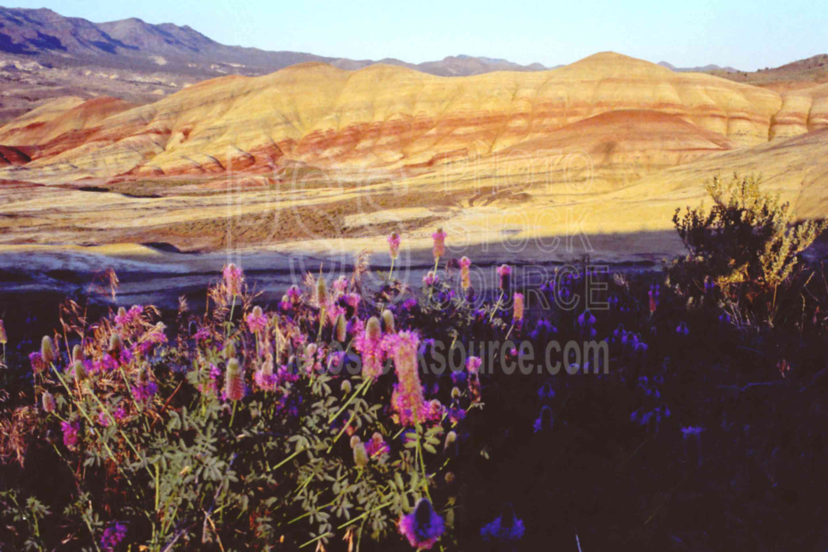 Painted Hills,clover,flower,john day formation,thomas condon fossil bed,plant,usas,plants