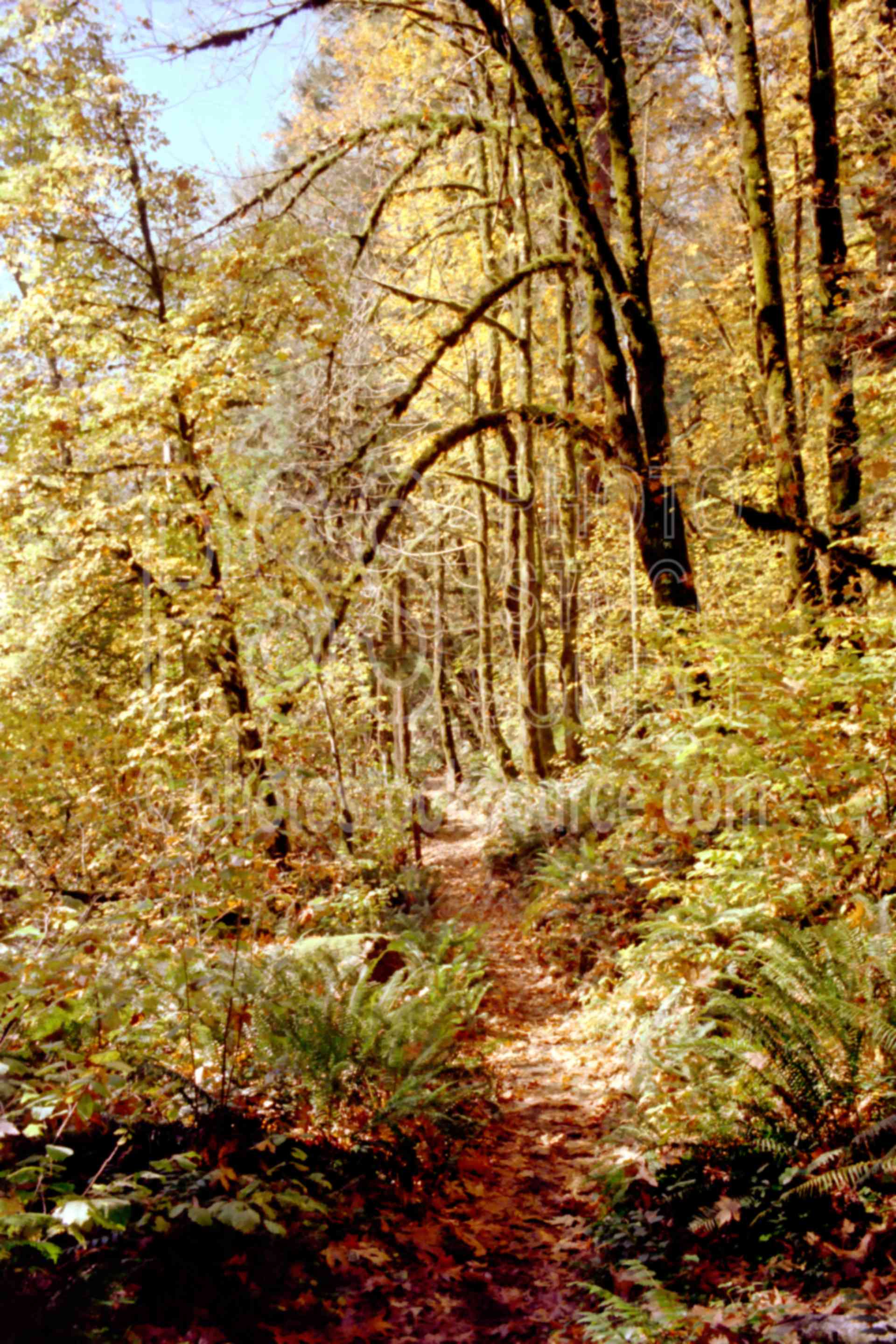 Fall Colors,autumn,colors,fall,leaves,trail,usas