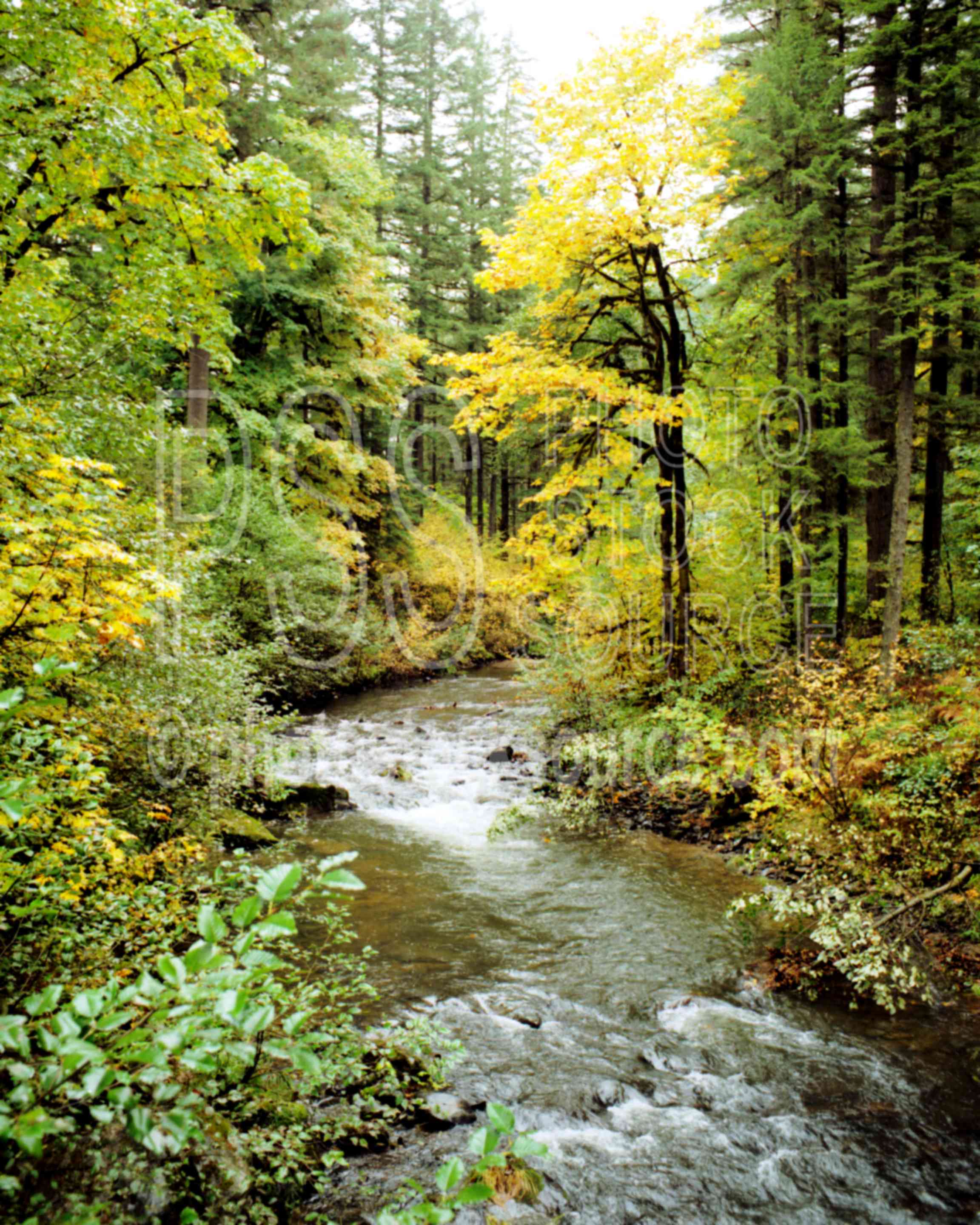 Gate Creek,creek,fall,maple,tree,yellow,usas