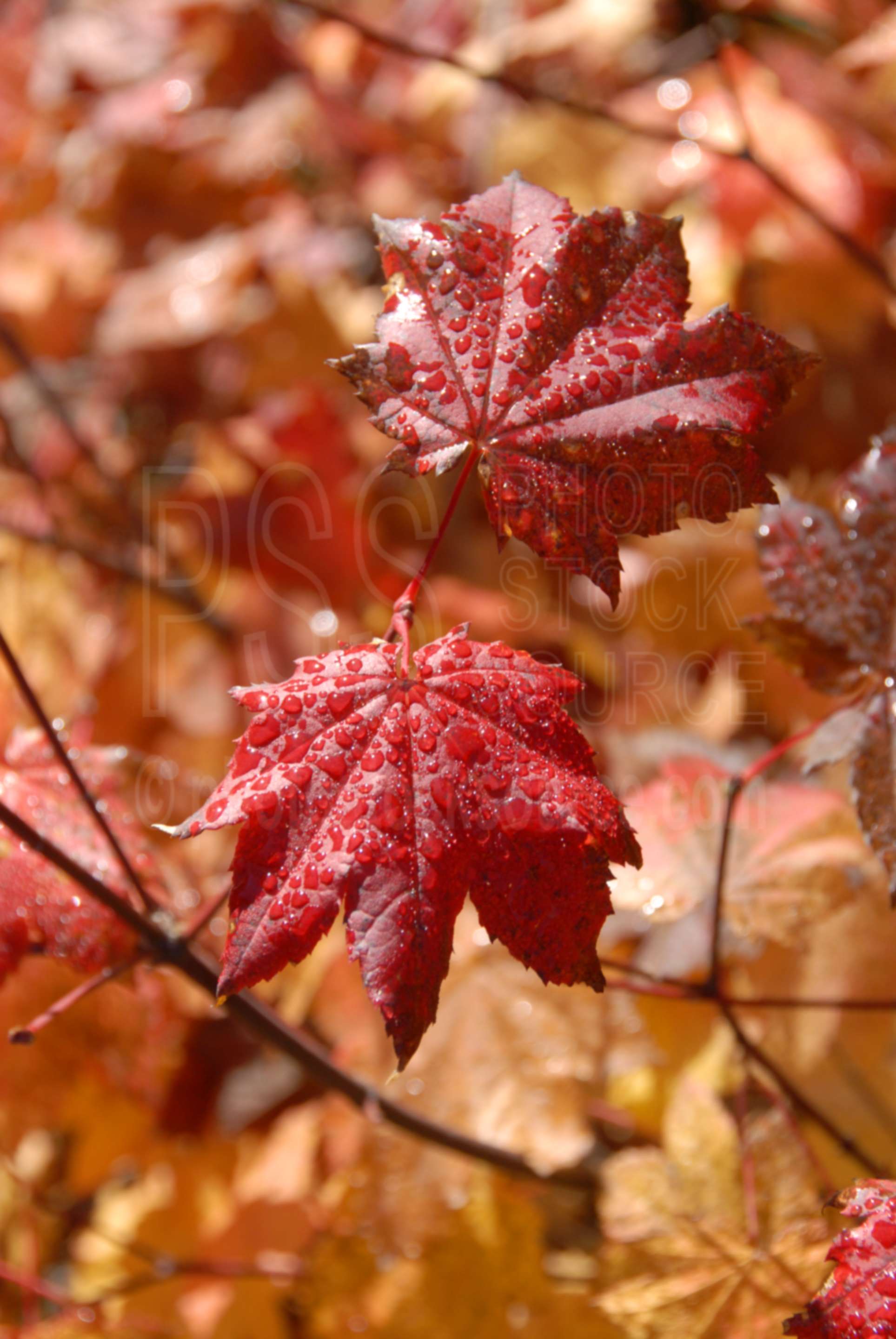Viney Maple Dew Drops,viney maple,red,leaves,leaf,fall,plant,dew,dew drops,morning,season,plants
