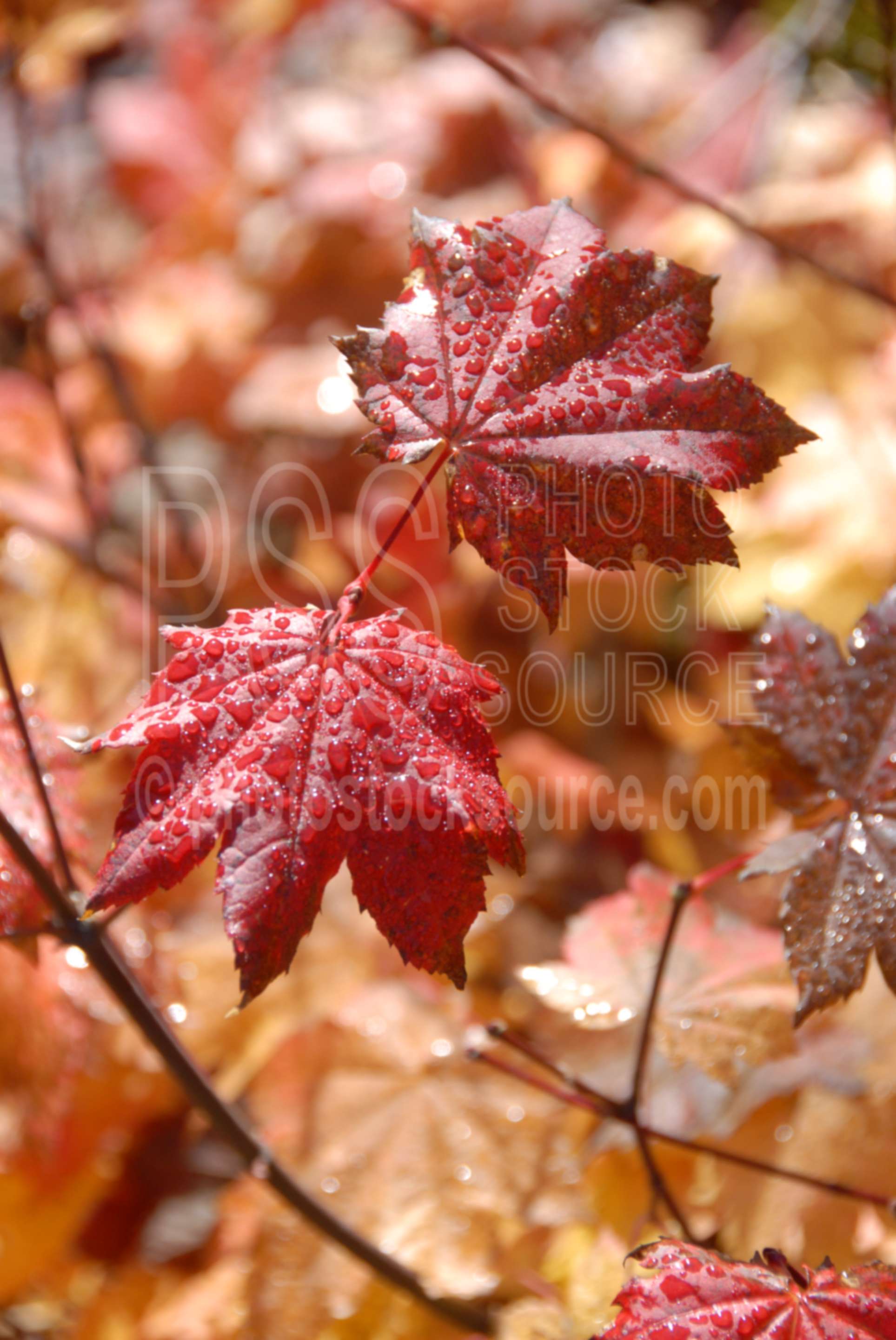 Viney Maple Dew Drops,viney maple,red,leaves,leaf,fall,plant,dew,dew drops,morning,season,plants