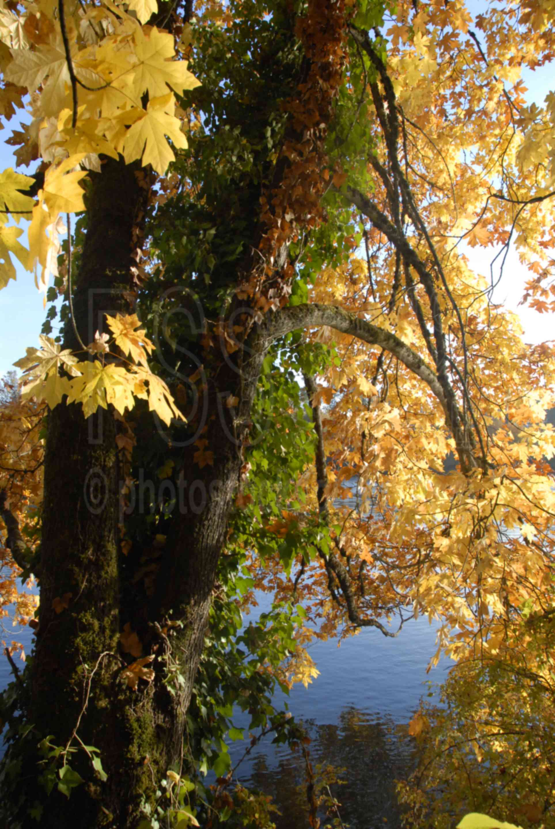 Willamette River Oak Colors,tree,color,autumn,fall,foliage,yellow,river,lakes rivers