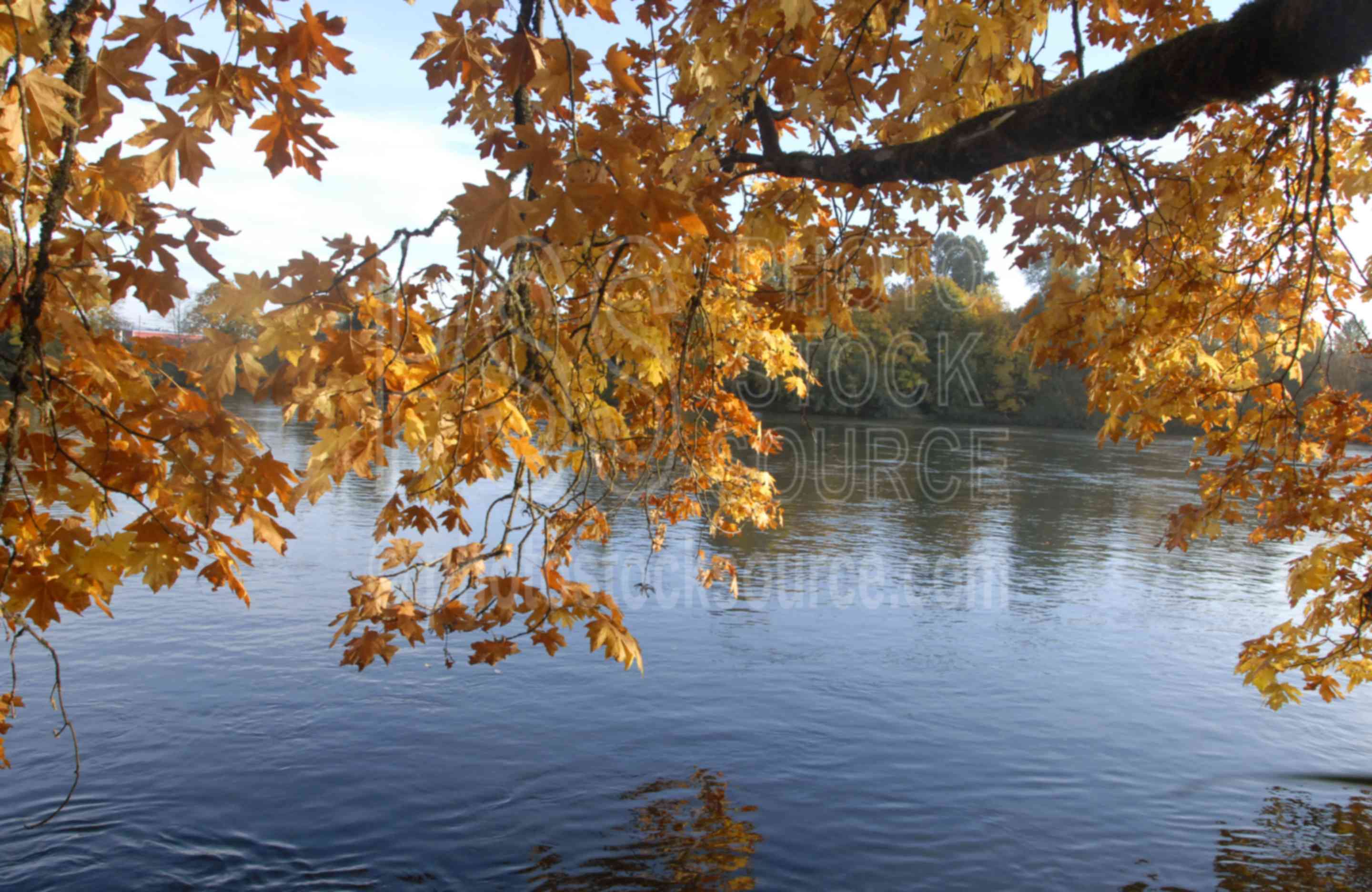 Willamette River Oak Colors,tree,color,autumn,fall,foliage,yellow,river,lakes rivers