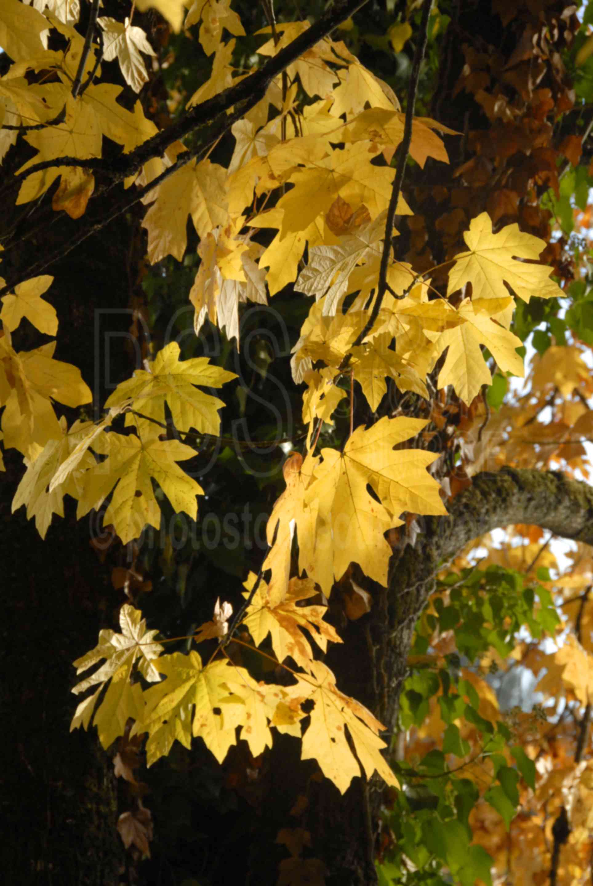 Willamette River Oak Colors,tree,color,autumn,fall,foliage,yellow,river,lakes rivers