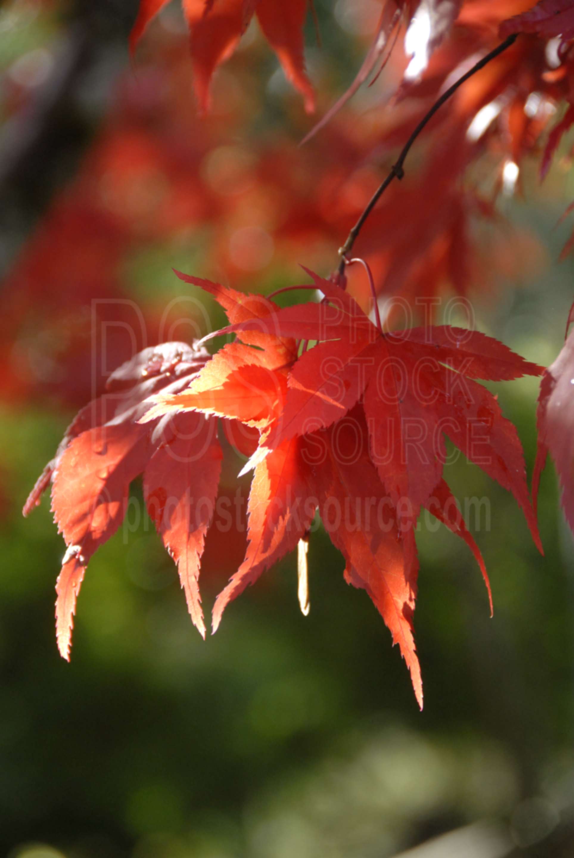 Red Leaves,red,leaves,fall,autumn,seasons,maple,red maple,japanese maple