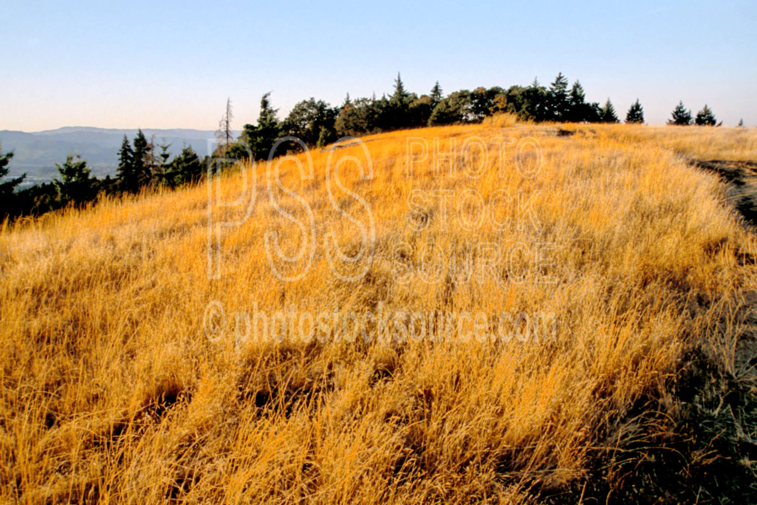 Grassy Hill,grass,drys,usas