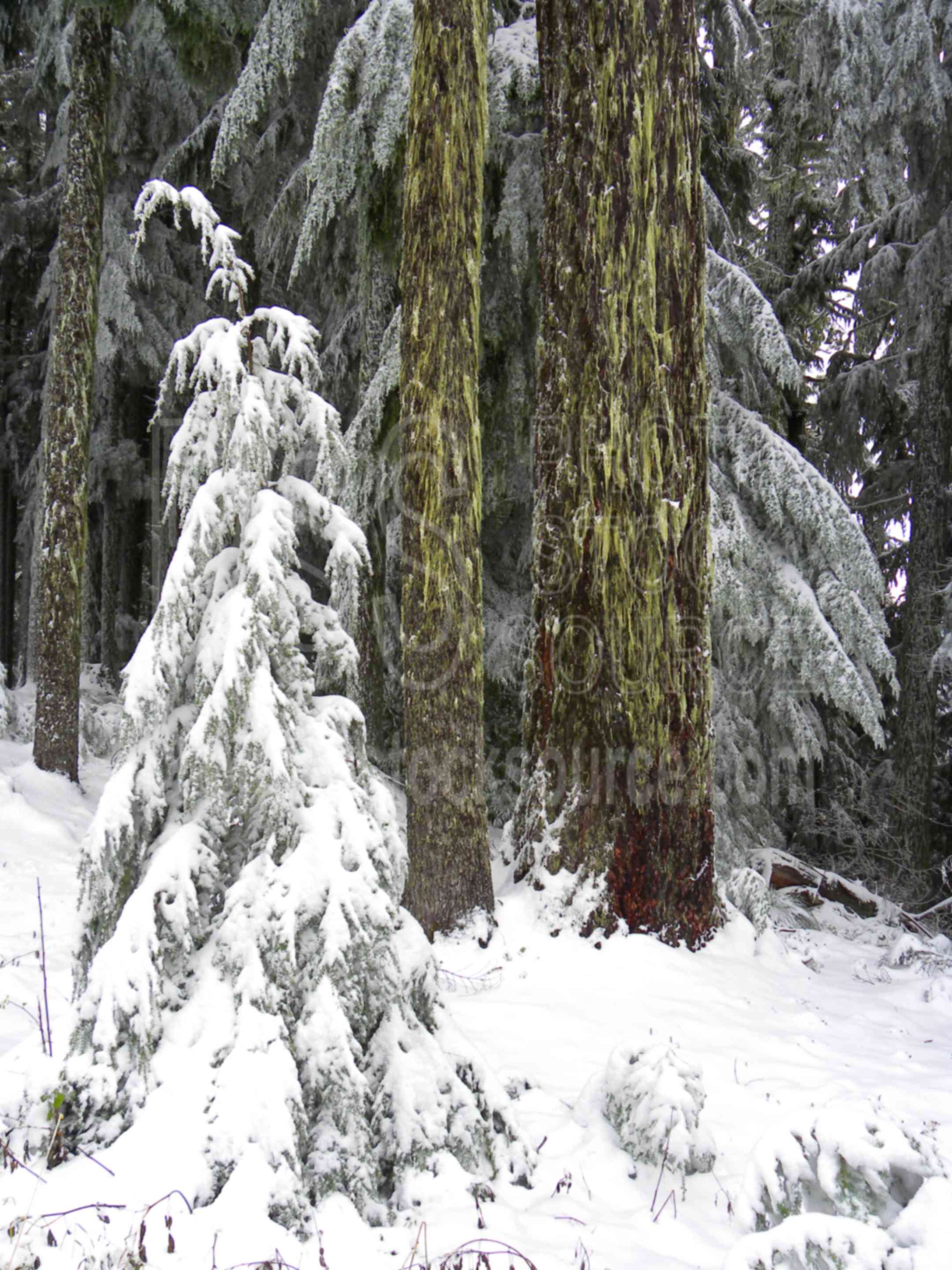 Snow on Small Tree,forest,trees,snow,snowy,cold,tree