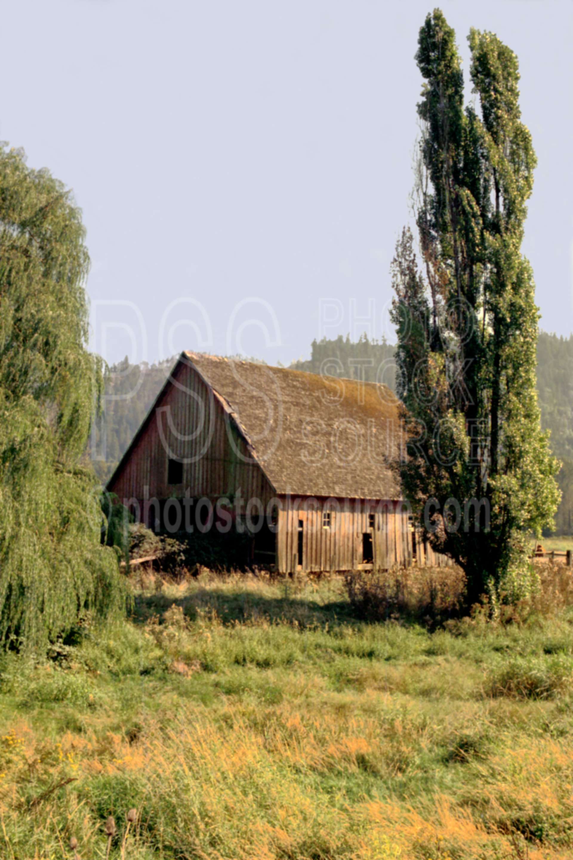 Barn and Poplars,barn,mckenzie river,poplar tree,usas,lakes rivers,barns