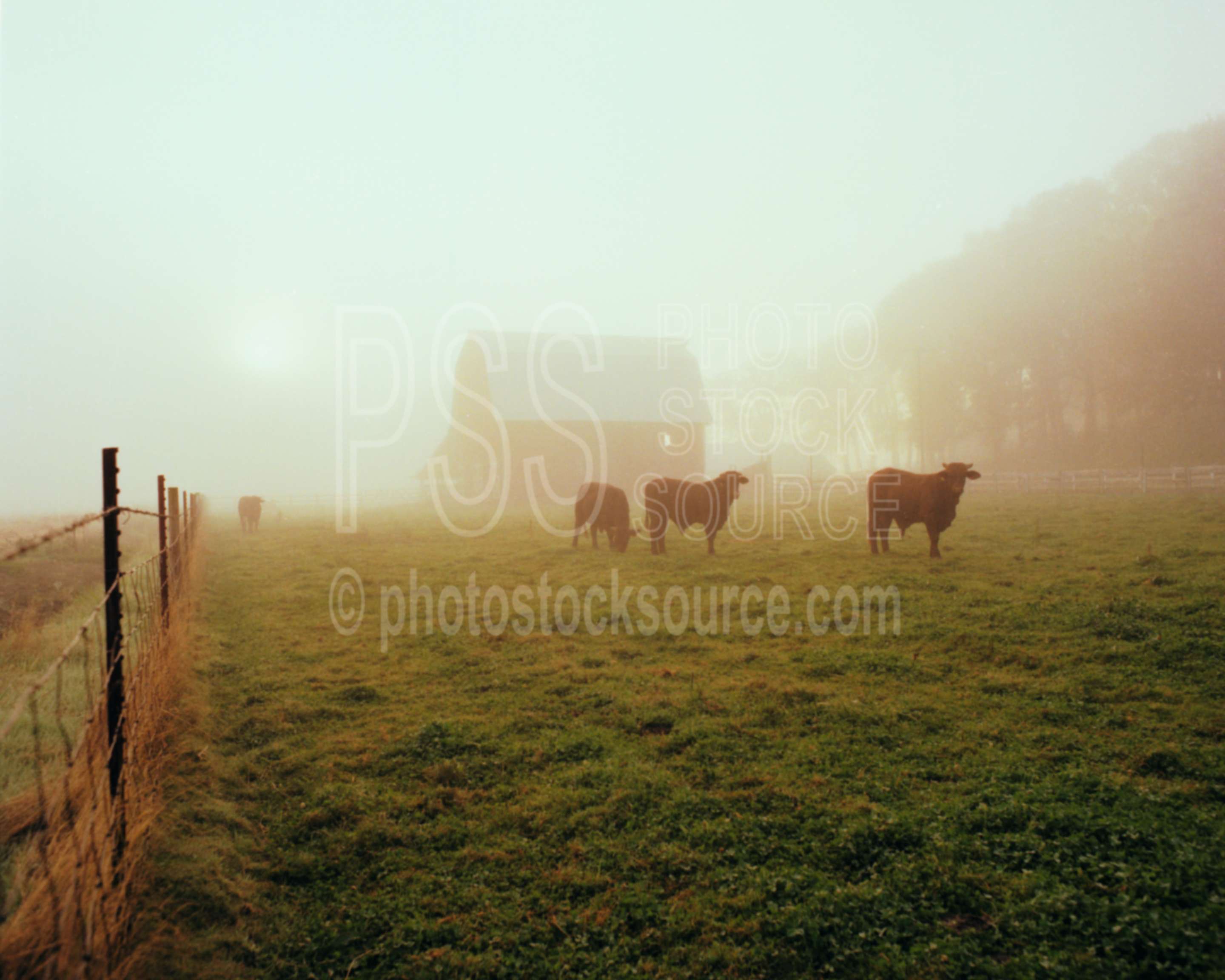 Barn in Fog,barn,cows,fence,sunrise,willamette valley,usas,barns