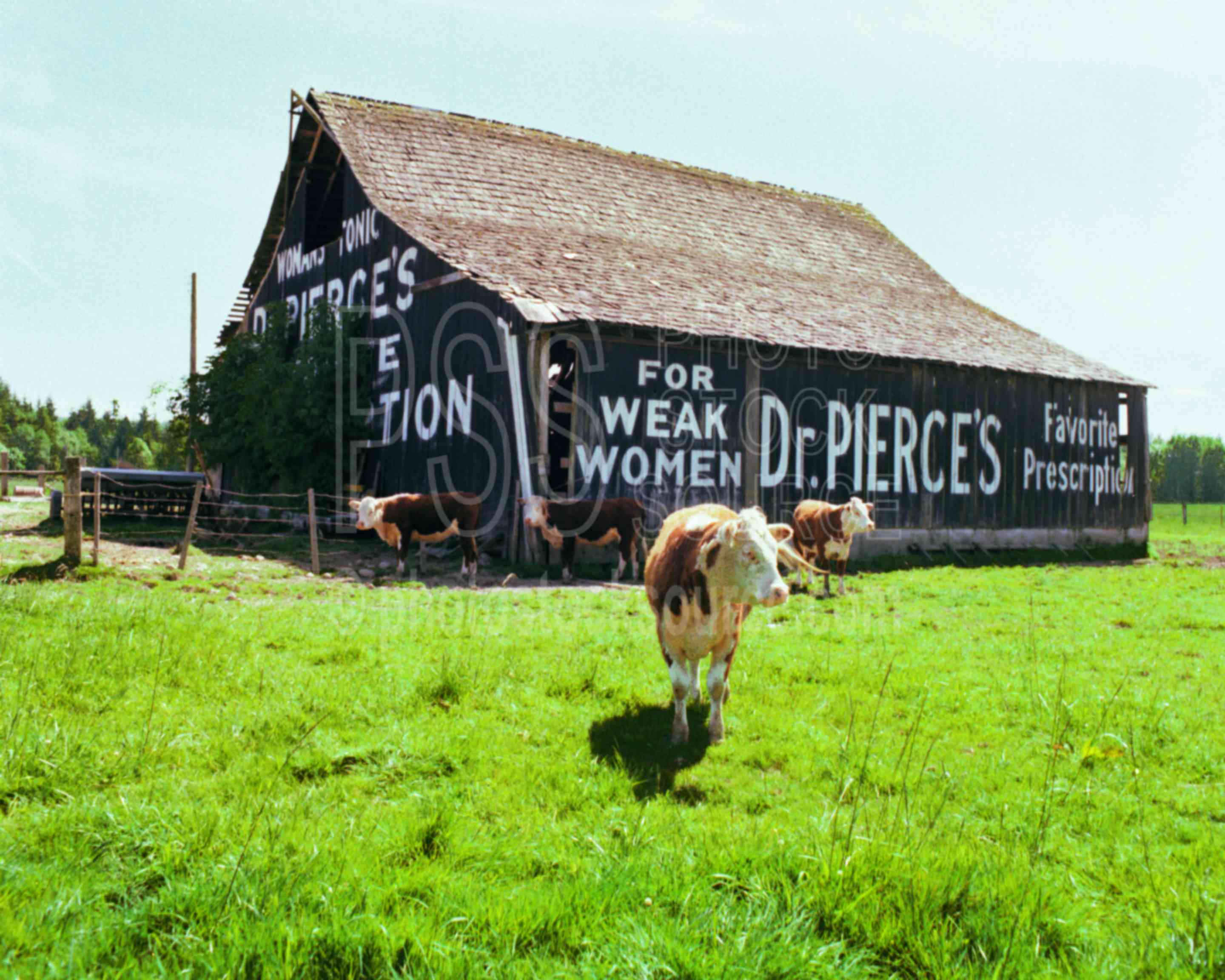 Dr. Pierce Barn,barn,barn sign,building,cows,dr. pierce,signs symbols flags,barns