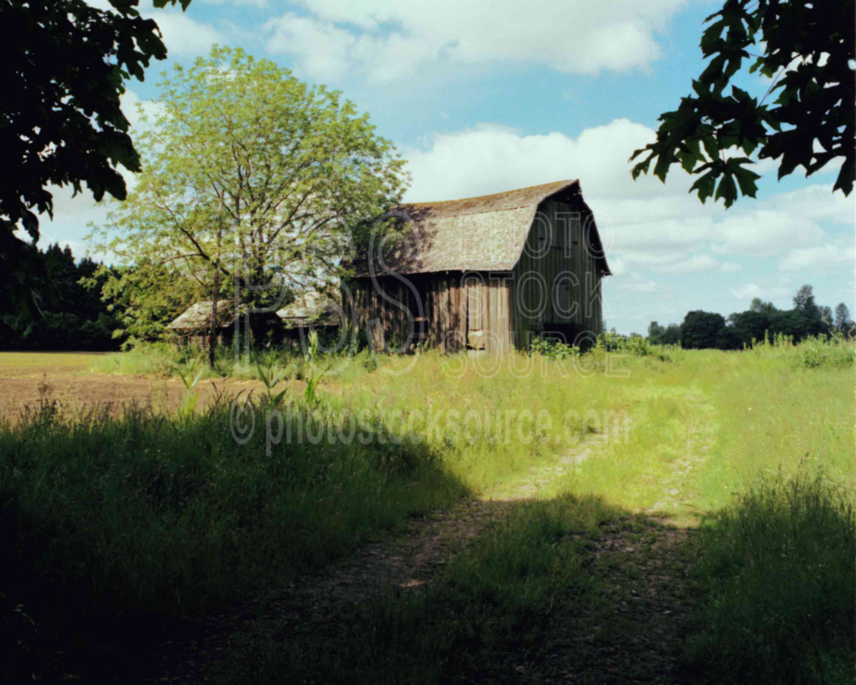 McKenzie Barn,barn,road,tree,usas,barns
