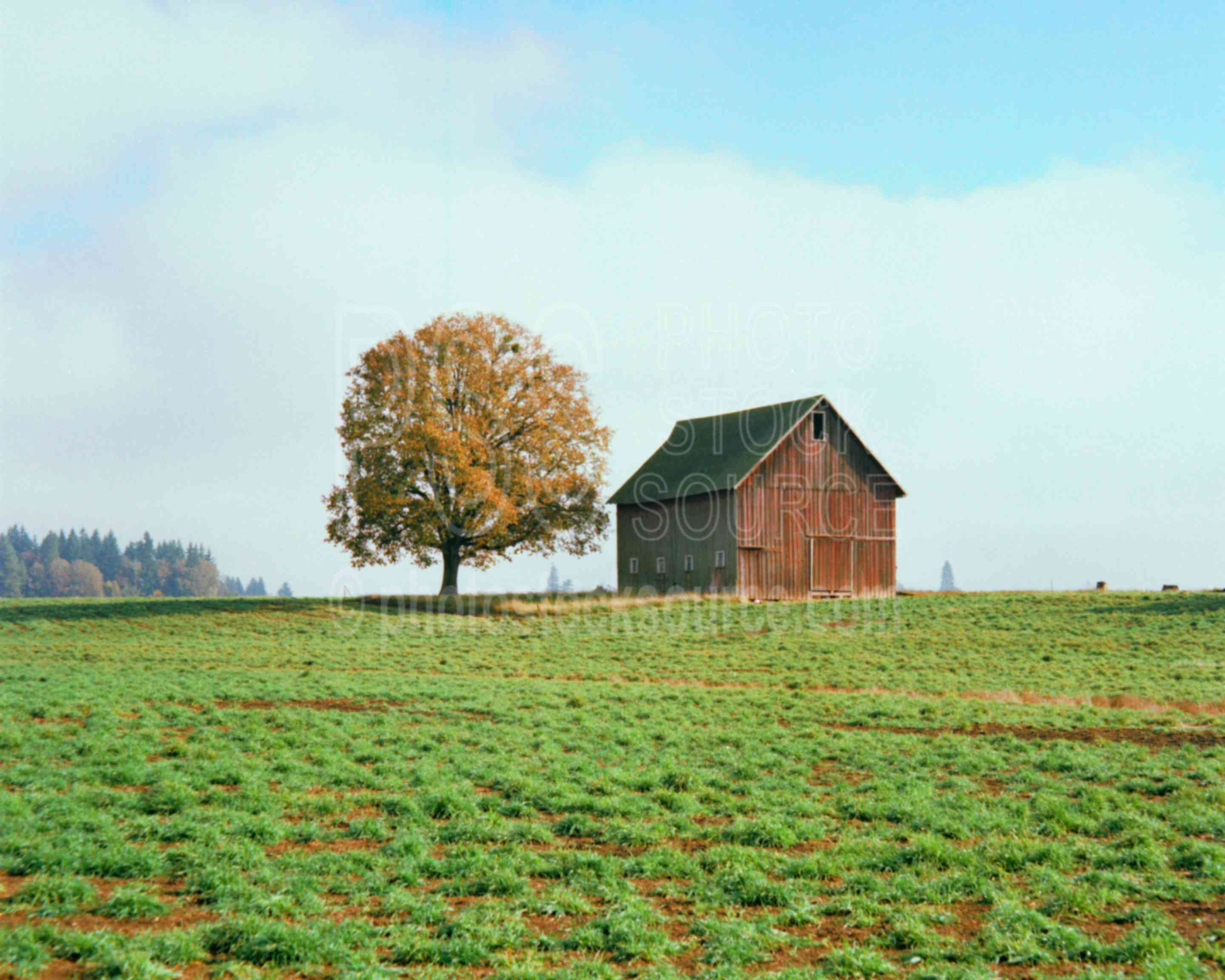 Barn and Tree,barn,field,tree,usas,barns