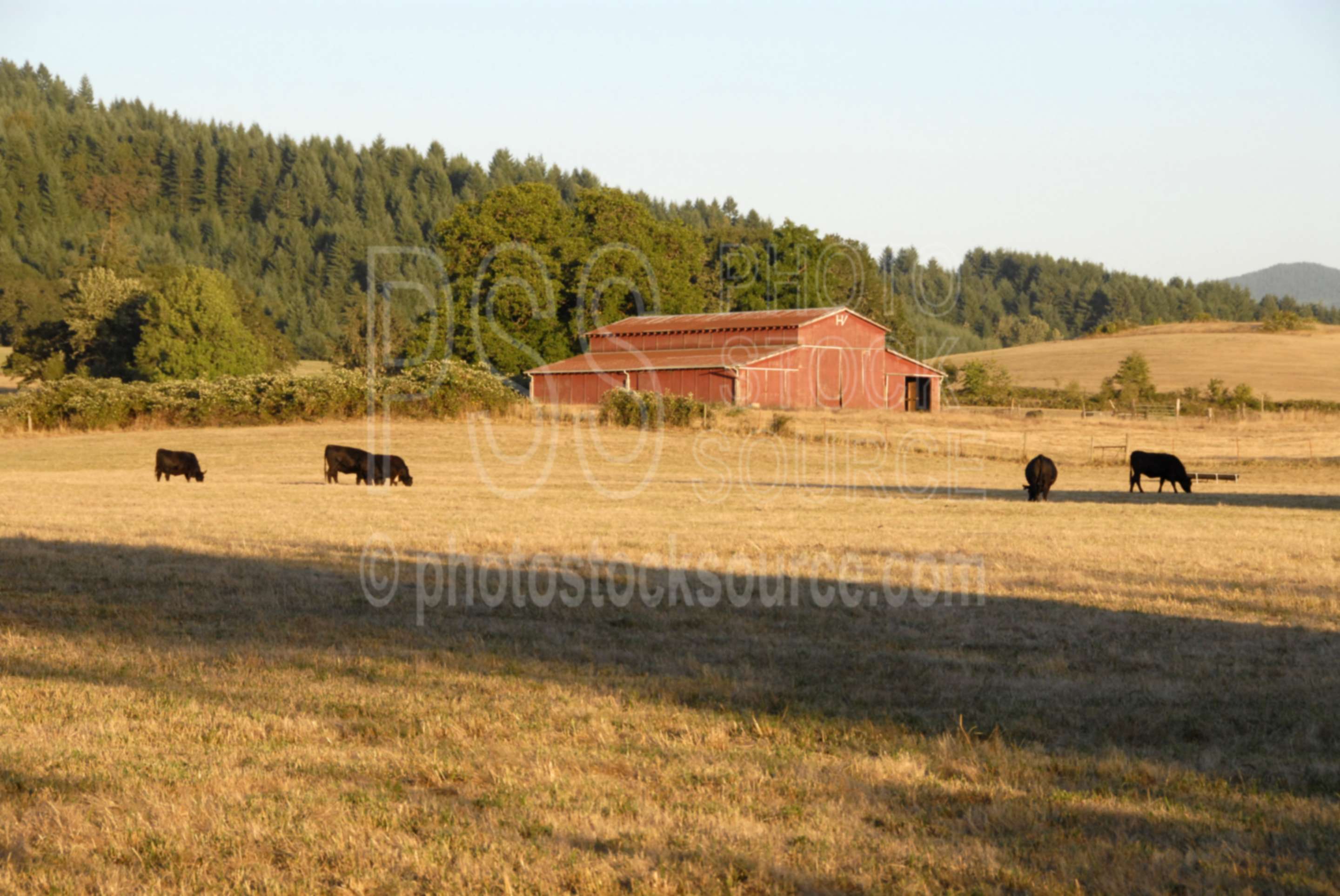 Red Barn,farm,ranch,cows,cattle,afternoon