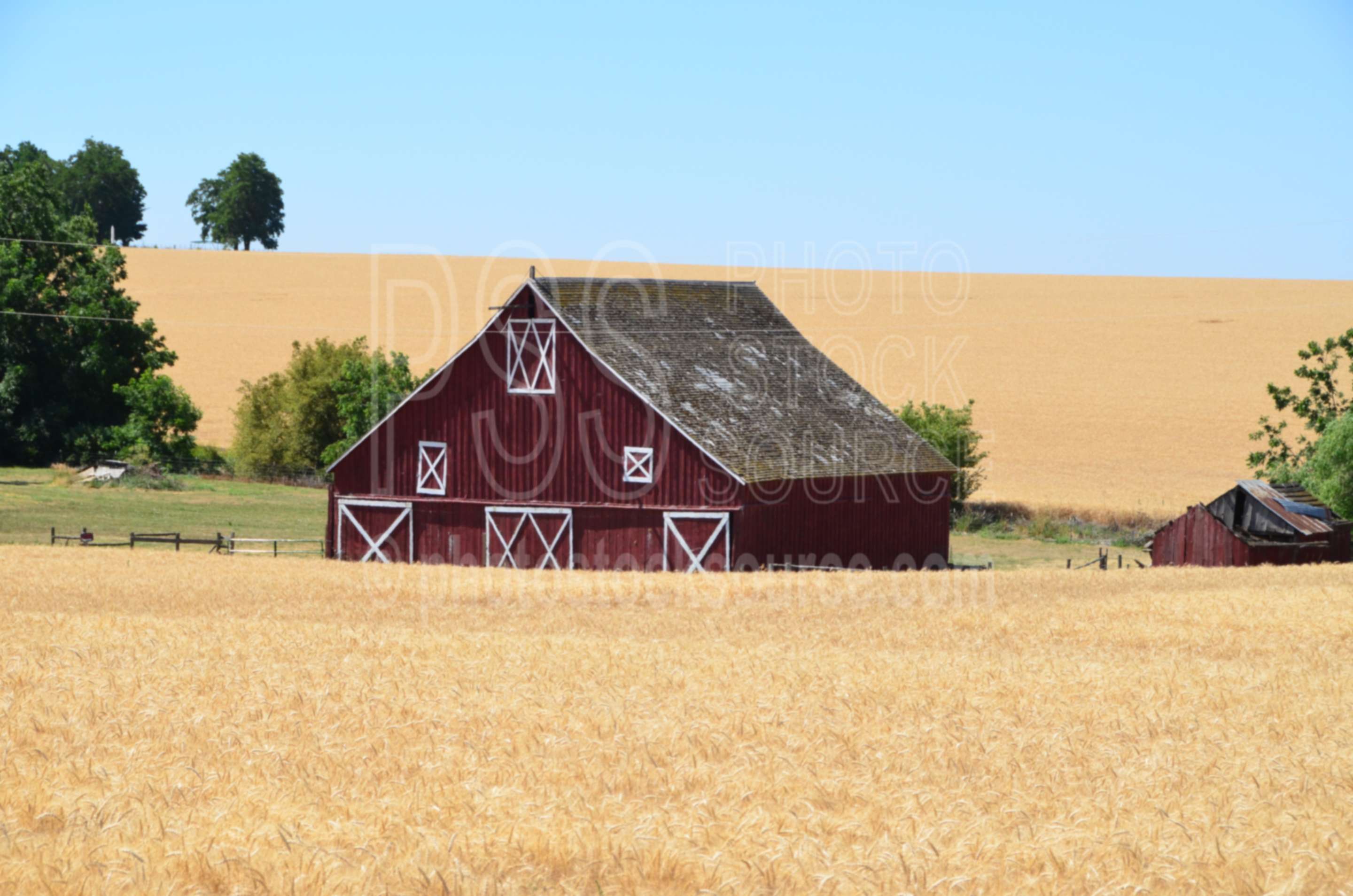 Red Barn and Wheatfields,barn,wooden,wood,agriculture,wheat,fields